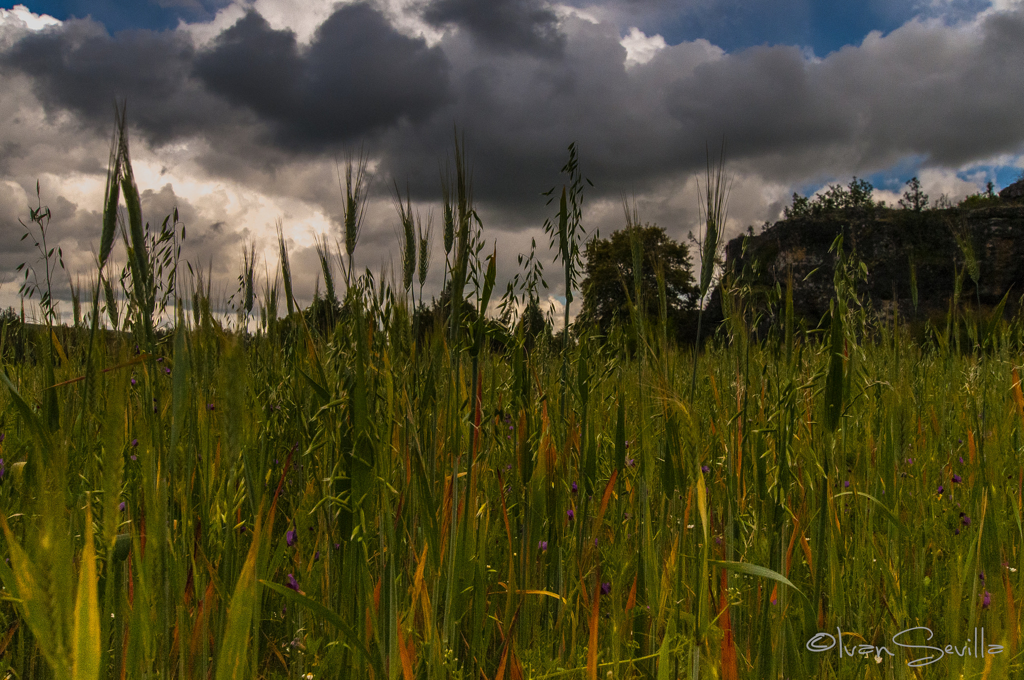 Nikon D300 + Sigma 10-20mm F3.5 EX DC HSM sample photo. Desde abajo photography