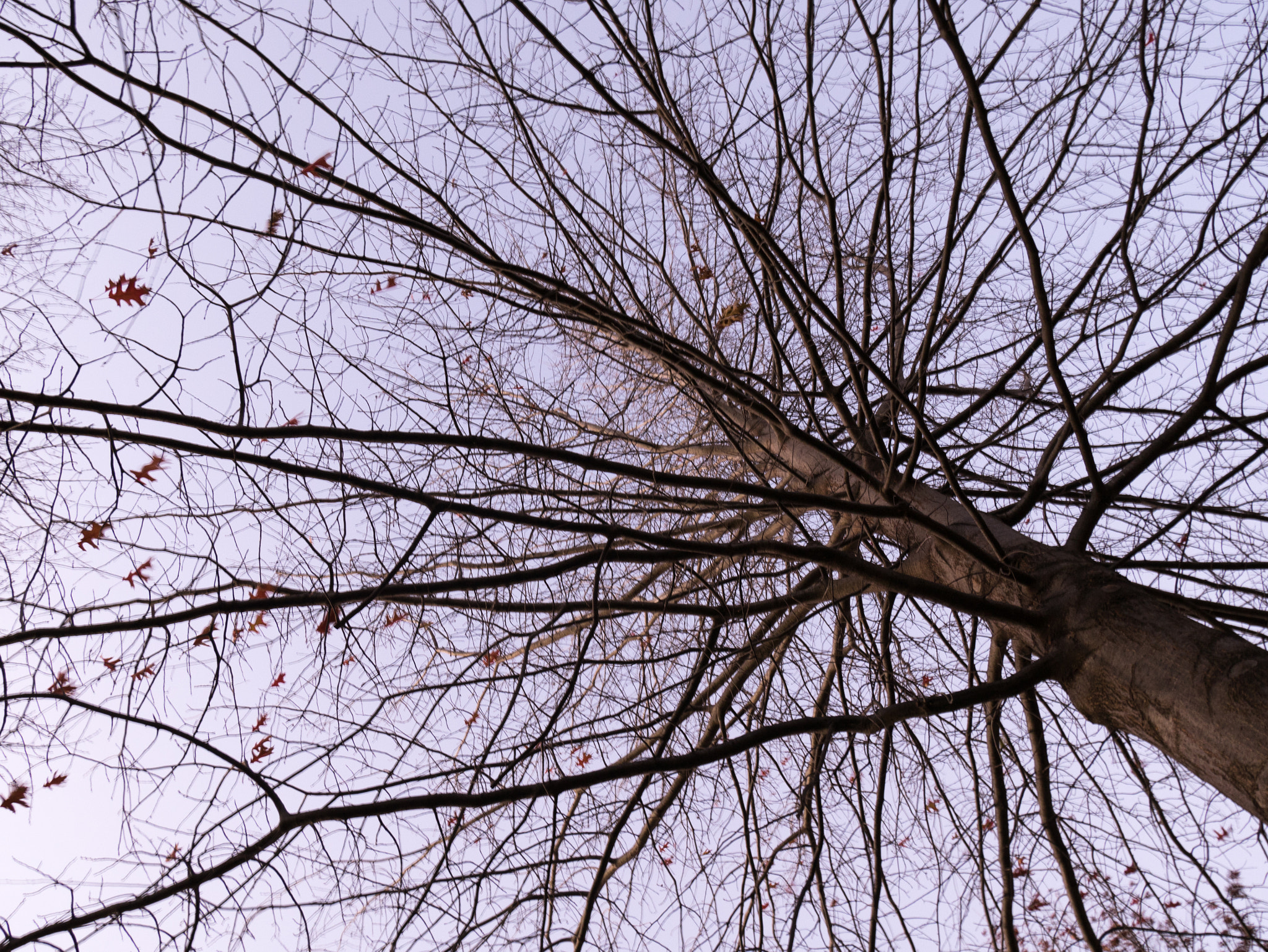 Panasonic DMC-GM1S sample photo. Looking up photography