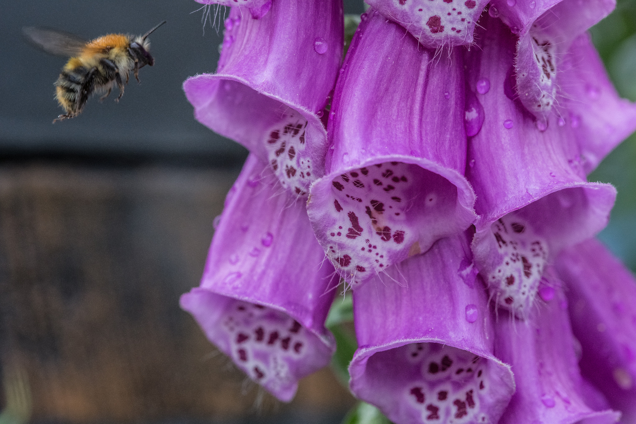 Canon EOS 6D + Sigma 105mm F2.8 EX DG Macro sample photo. Bumble bee photography