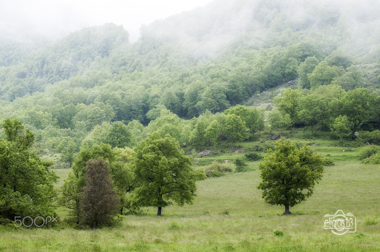 Nikon D300S sample photo. The forest photography