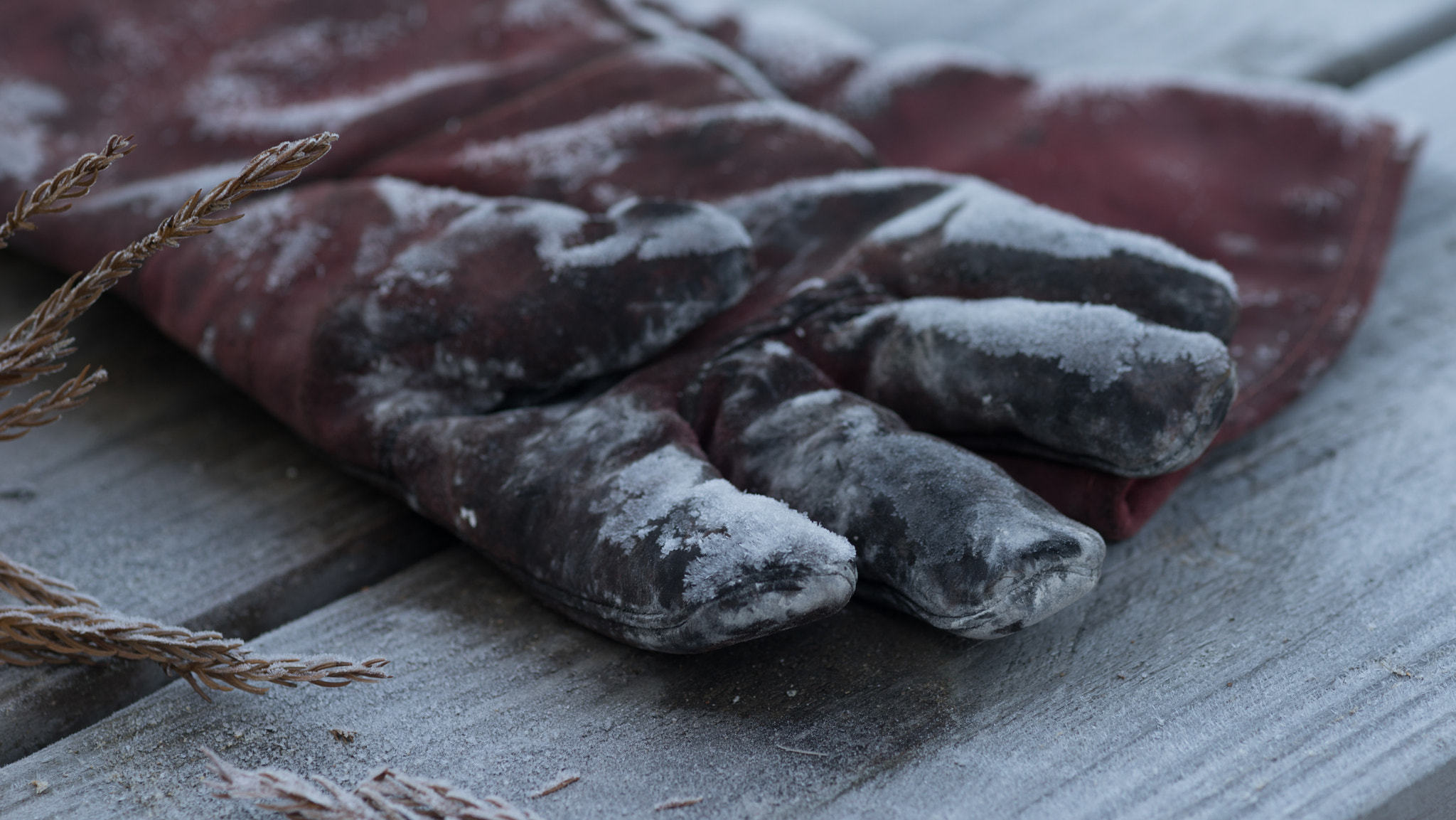 Sony a7R + Minolta AF 100mm F2.8 Macro [New] sample photo. Frosted fire gloves photography