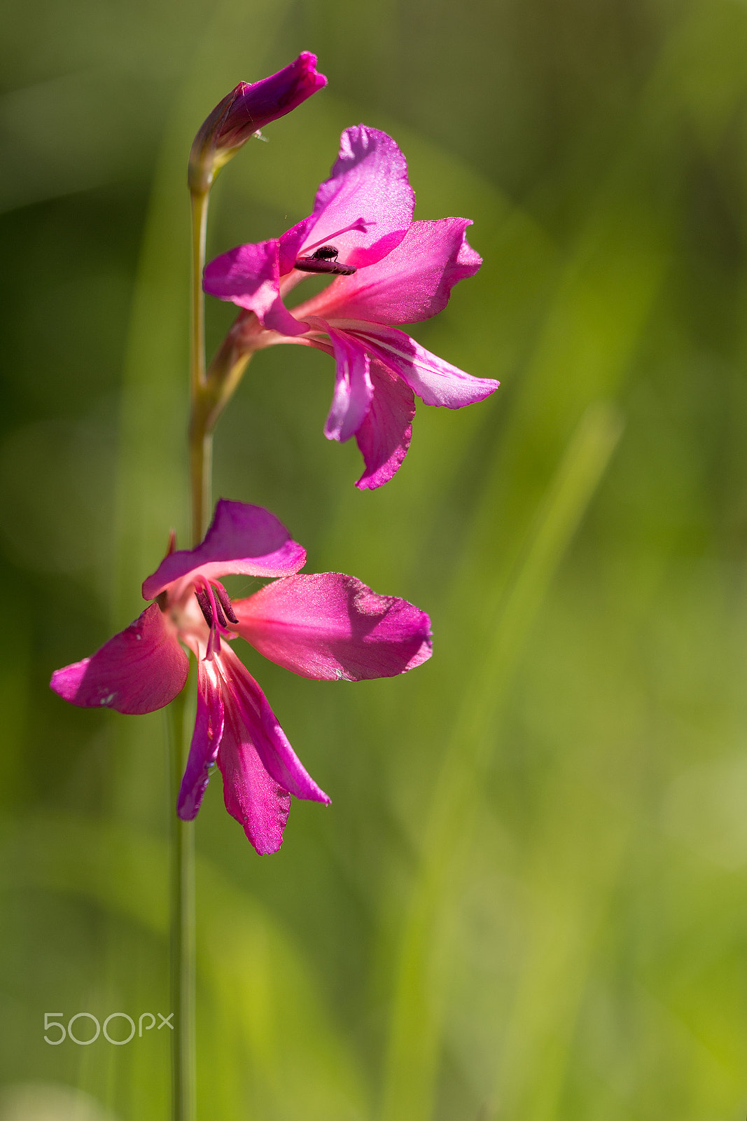 Sigma 150mm F2.8 EX DG OS Macro HSM sample photo. Gladiolo photography
