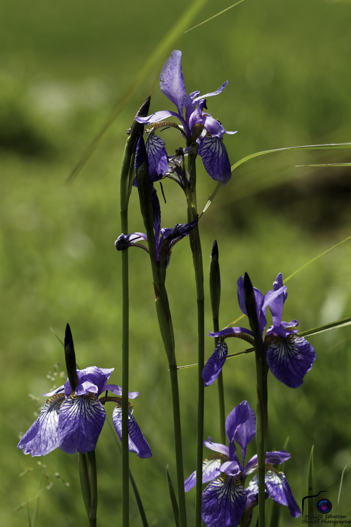 Sigma 70-200mm F2.8 EX DG OS HSM sample photo. 26827121414.jpg photography