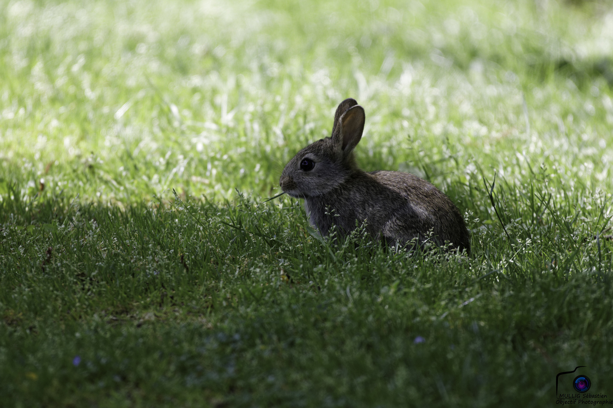 150-600mm F5-6.3 DG OS HSM | Sports 014 sample photo. 27337241142.jpg photography