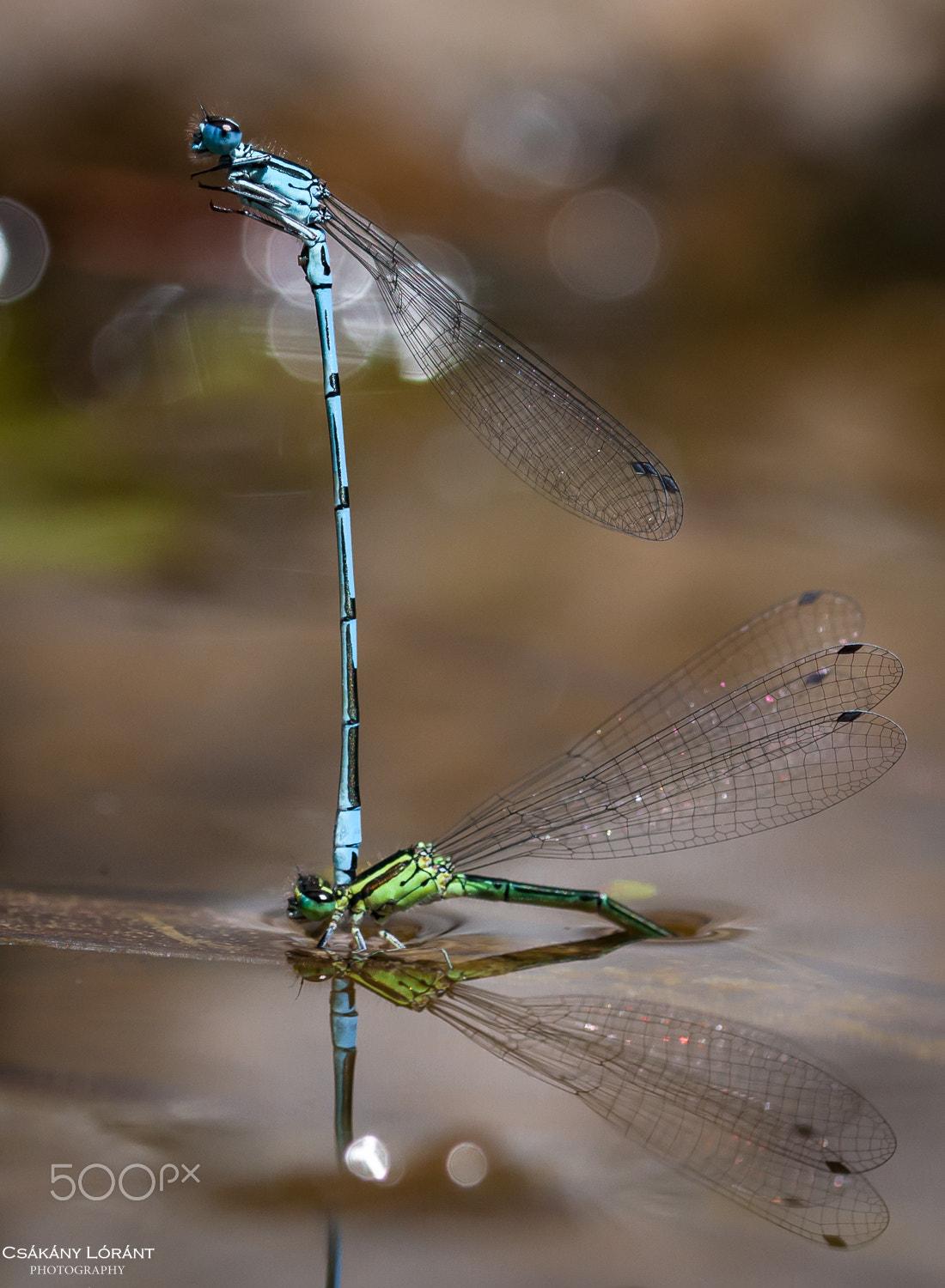 Sigma 105mm F2.8 EX DG OS HSM sample photo. Pair photography