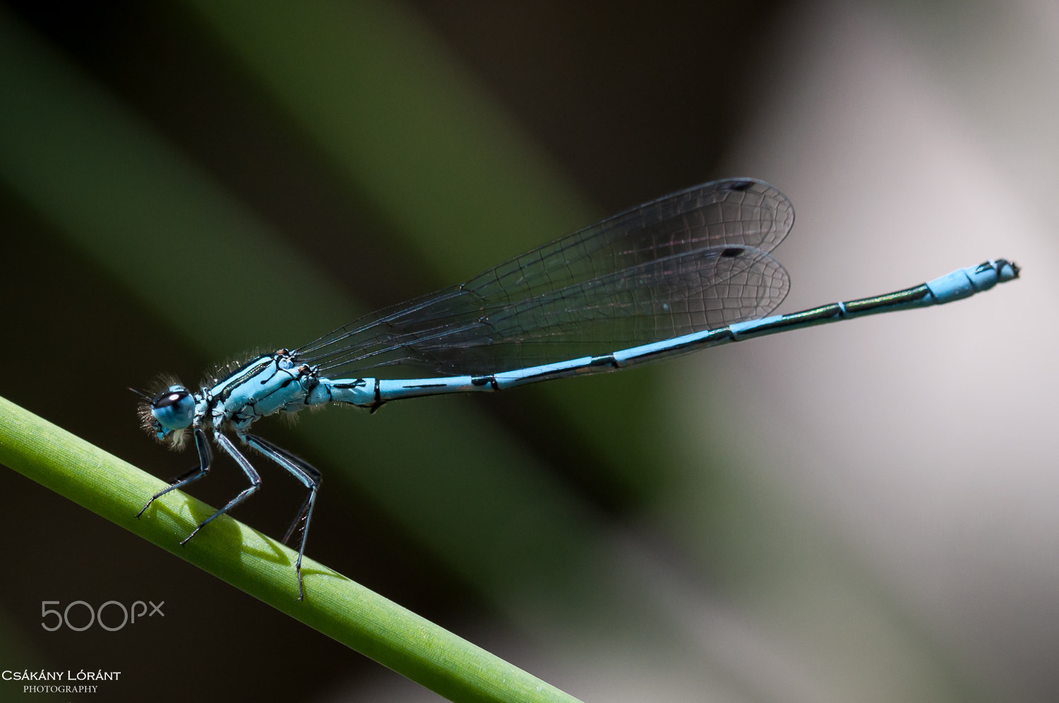 Sigma 105mm F2.8 EX DG OS HSM sample photo. Dragonfly photography