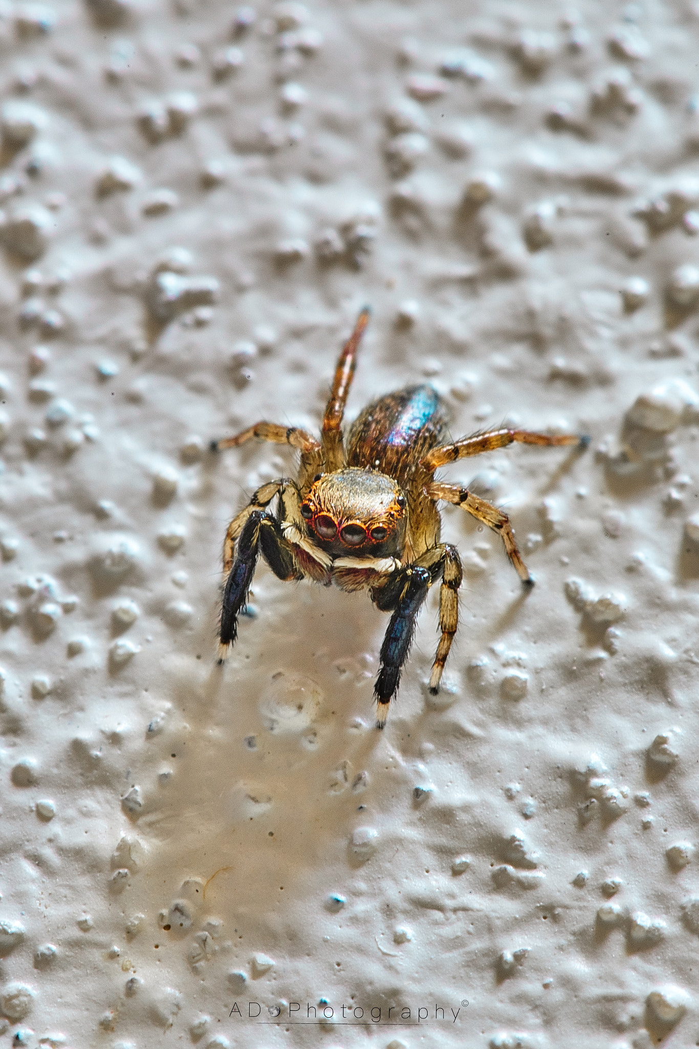 100mm F2.8 G SSM OSS sample photo. Eyes wide open... photography