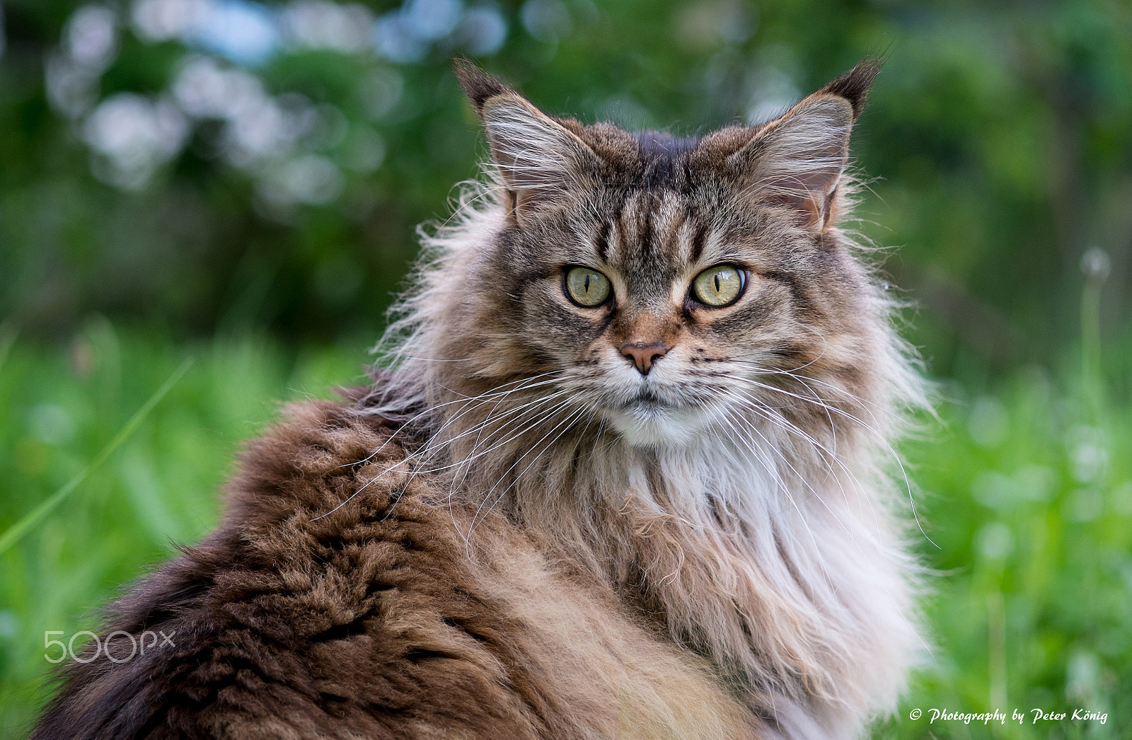 Fujifilm X-M1 + Fujifilm XF 60mm F2.4 R Macro sample photo. My cat photography