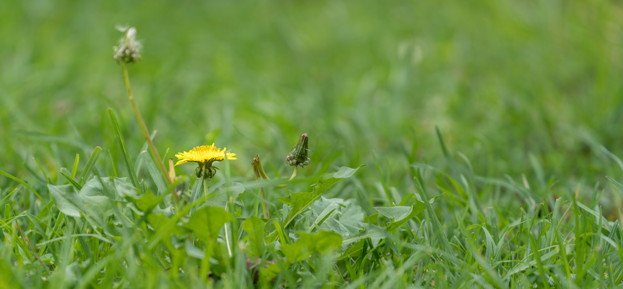 Sony a7R II + Canon EF 70-200mm F4L USM sample photo. Yellow flower in the grass photography
