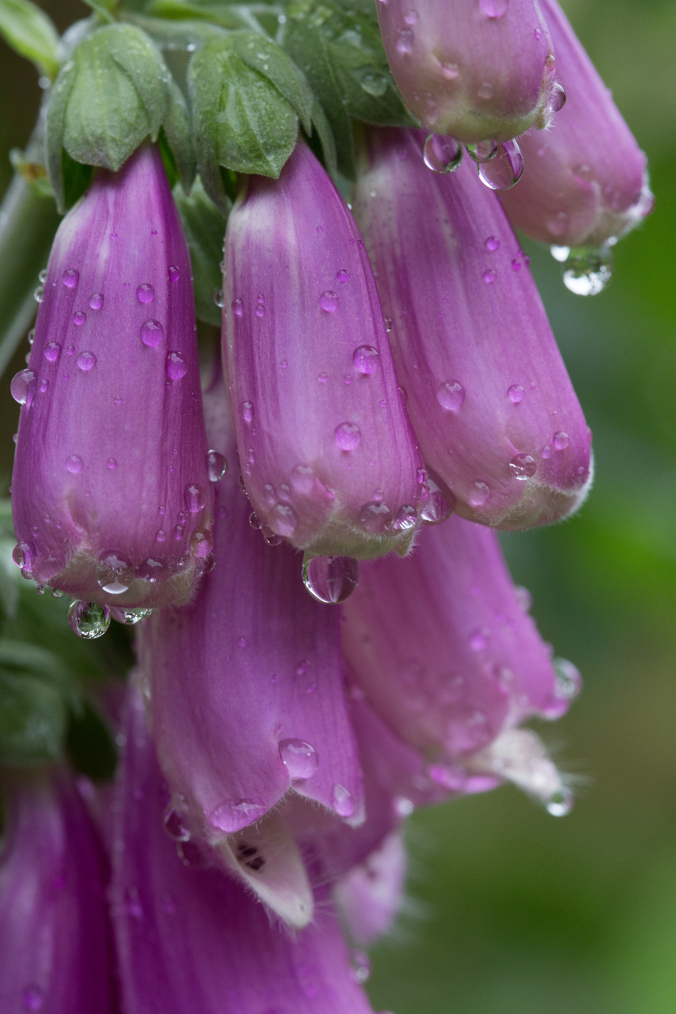 Canon EOS 6D + Sigma 105mm F2.8 EX DG Macro sample photo. Raindrops photography