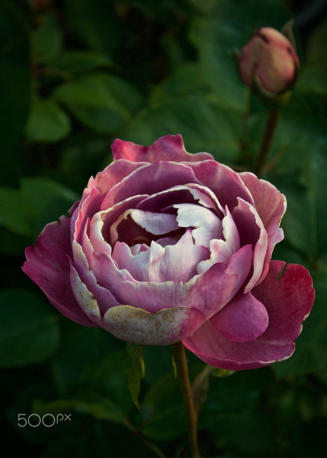 Nikon 1 J2 sample photo. Ragged rose photography