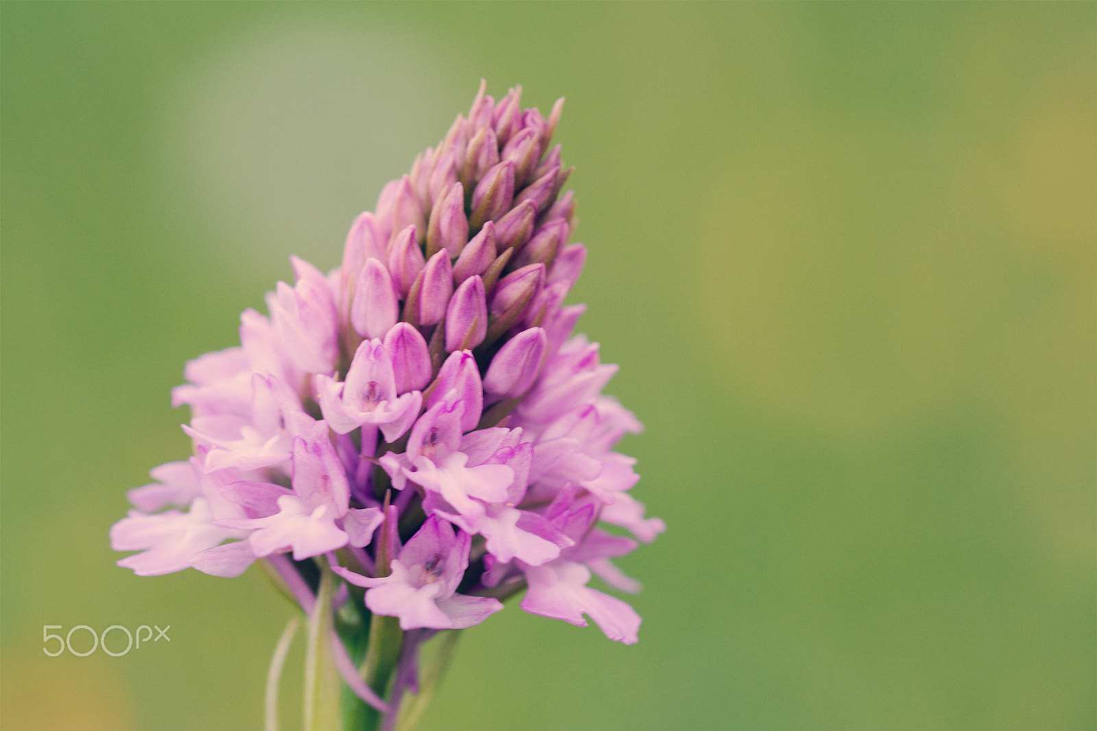 Sigma 150mm F2.8 EX DG OS Macro HSM sample photo. Anacamptis pyramidalis photography