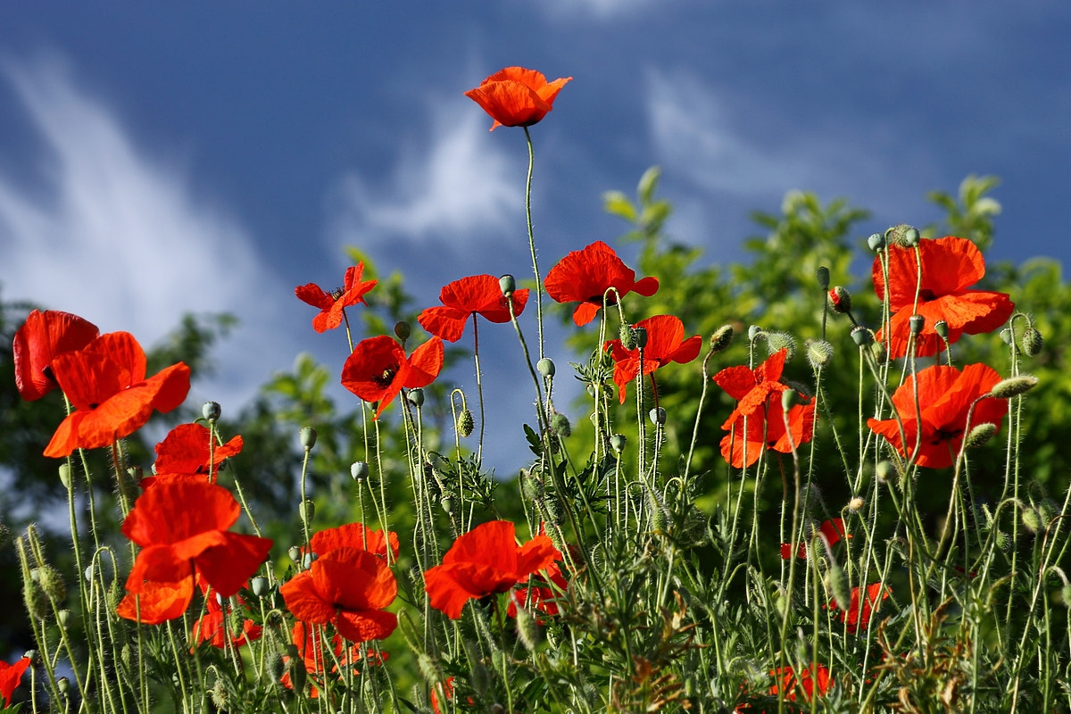 Sigma 50-200mm F4-5.6 DC OS HSM sample photo. Papaver rhoeas photography