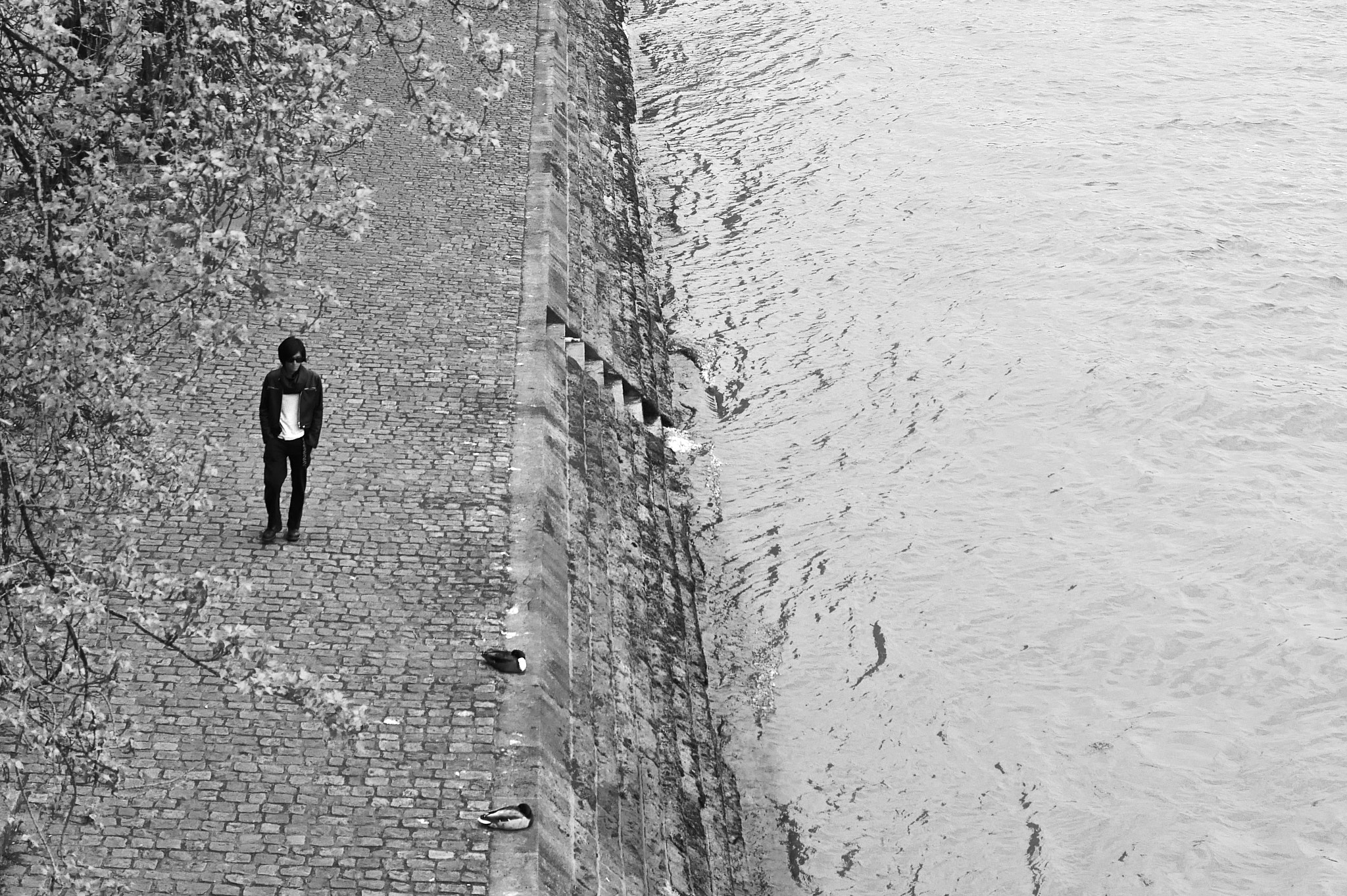 Panasonic Lumix DMC-G7 + Panasonic Leica DG Summilux 25mm F1.4 II ASPH sample photo. Man meets duck at the river photography