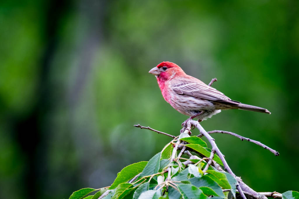 XF100-400mmF4.5-5.6 R LM OIS WR + 1.4x sample photo. Bird 1 photography