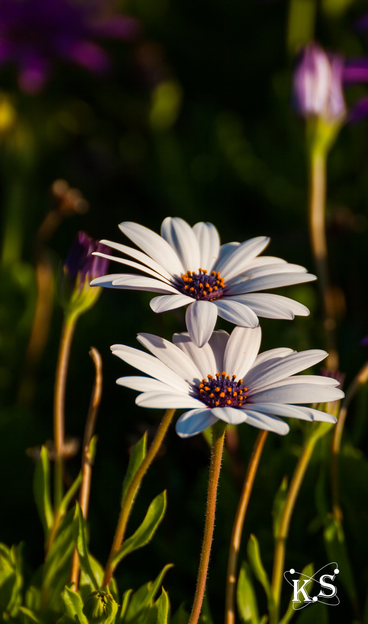 Tamron SP 35mm F1.8 Di VC USD sample photo. White flower photography