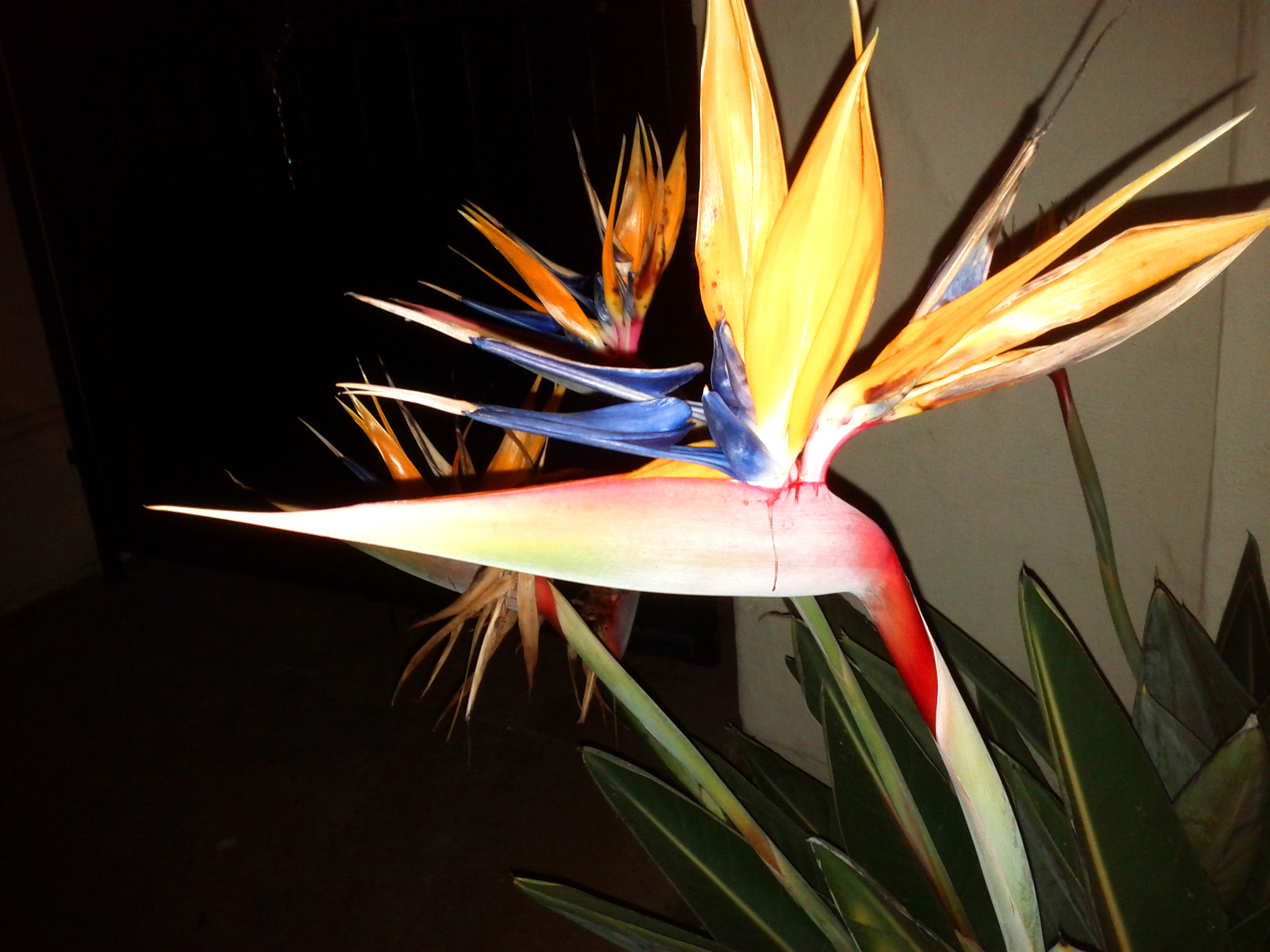 Google Nexus S sample photo. Tsu ns photography