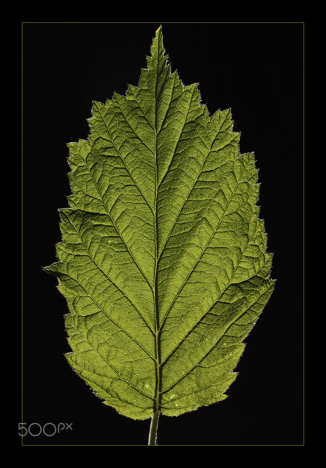Canon EF-S 60mm F2.8 Macro USM sample photo. Blatt photography
