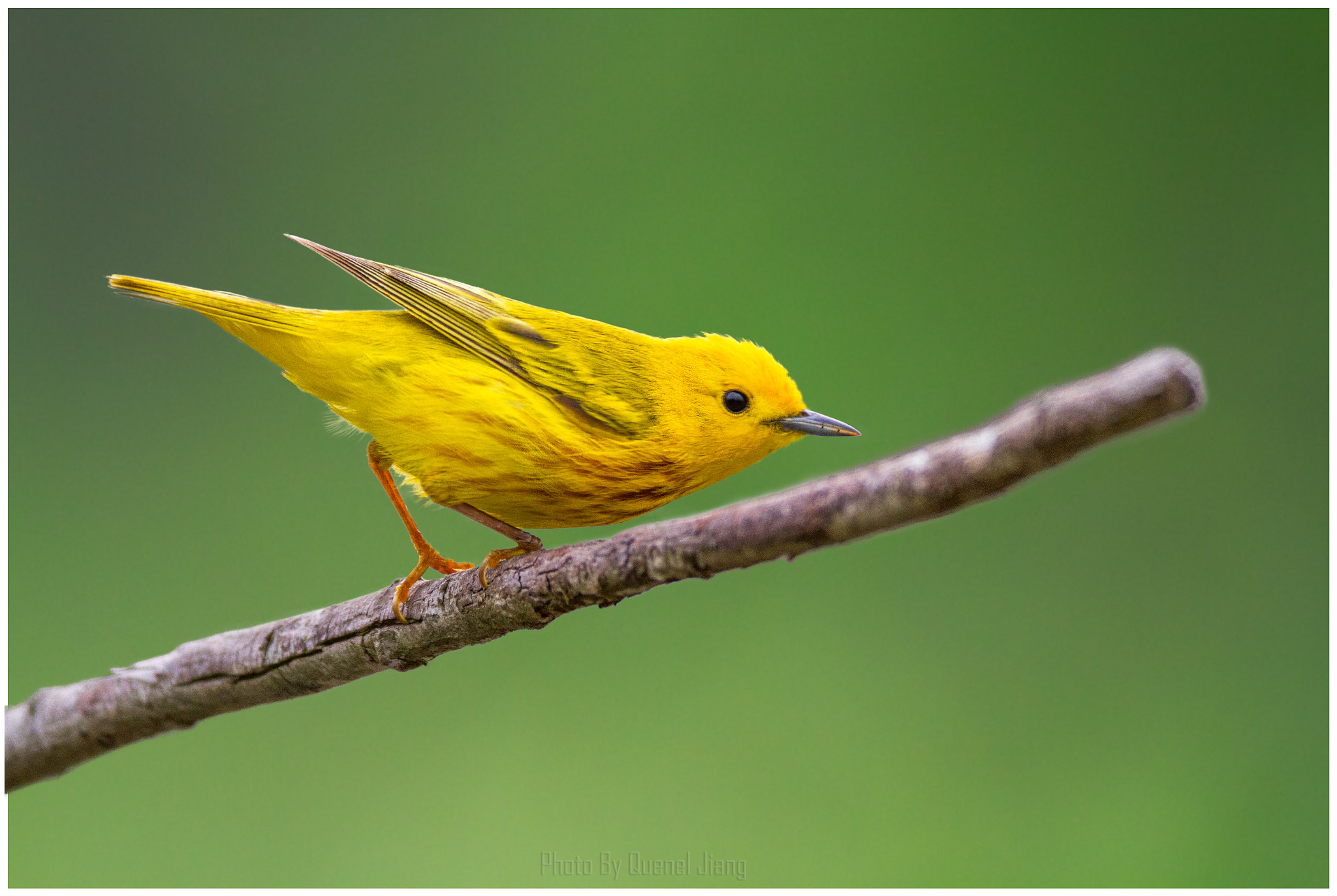 Canon EOS 7D + Canon EF 600mm f/4L IS sample photo. Yellow warbler photography