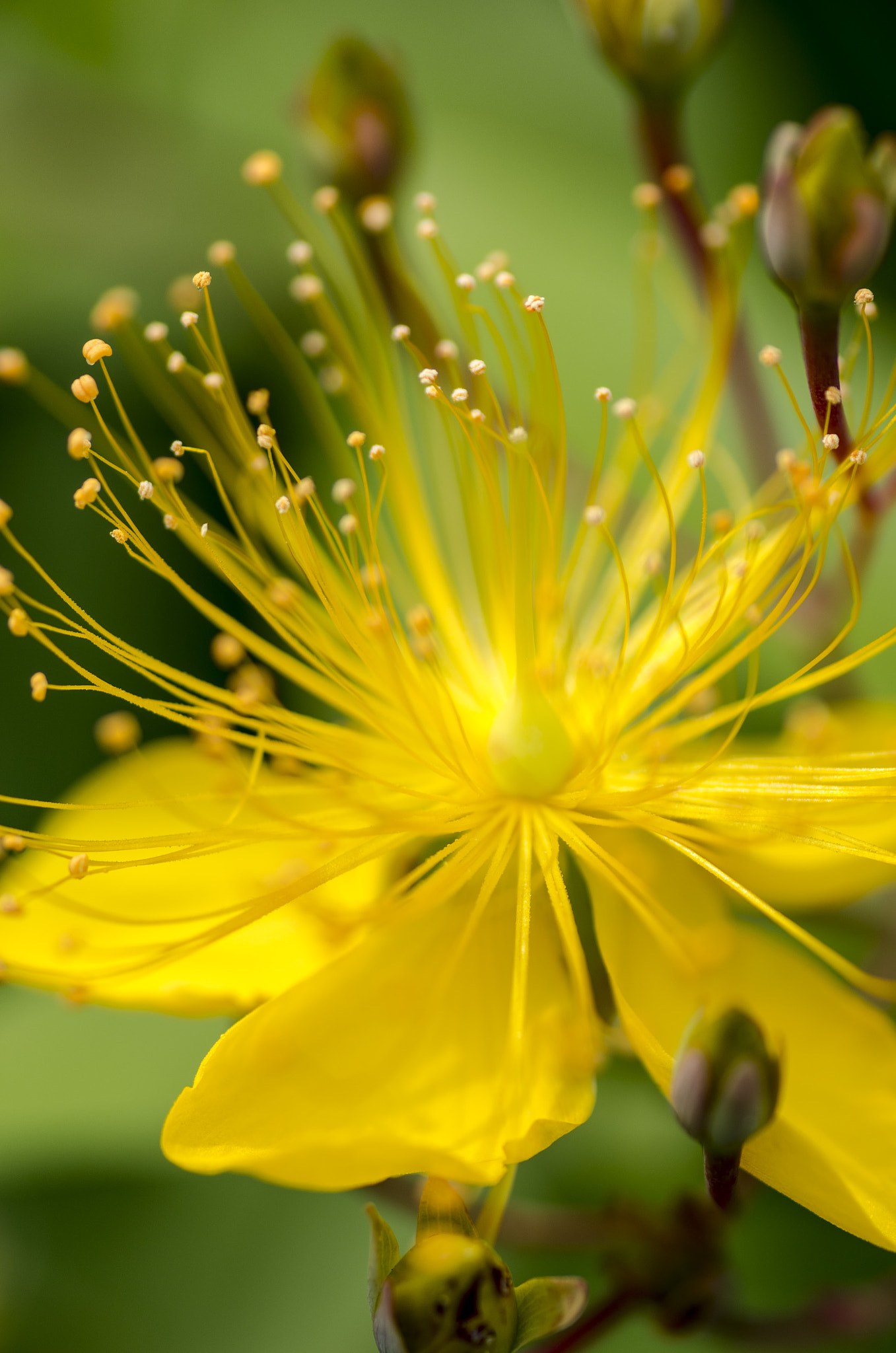 Tamron SP AF 90mm F2.8 Di Macro sample photo. Passion photography