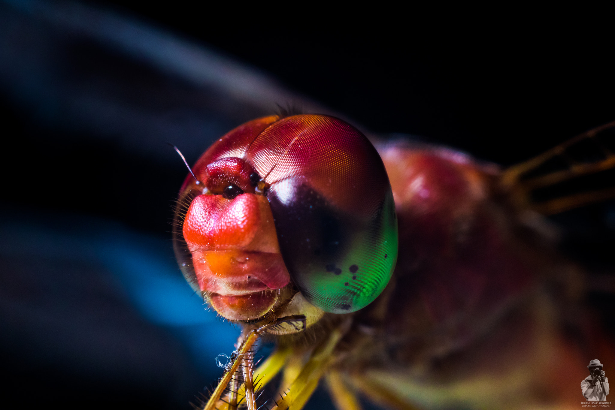 Canon EOS 80D + Canon EF 50mm F1.8 II sample photo. Dragonfly headshot photography