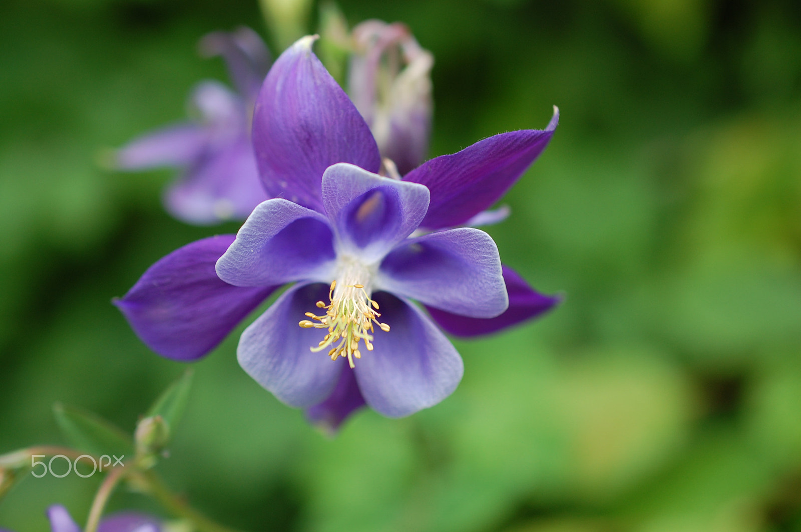 Nikon AF-S DX Micro Nikkor 40mm F2.8 sample photo. Aquilegia (colour version) photography