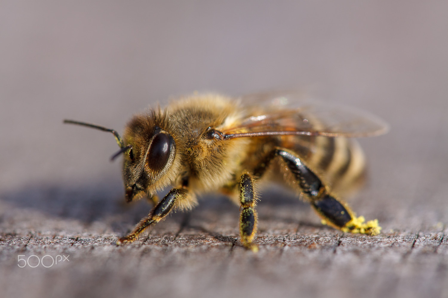 Sigma APO Macro 150mm f/2.8 EX DG HSM sample photo. Biene photography