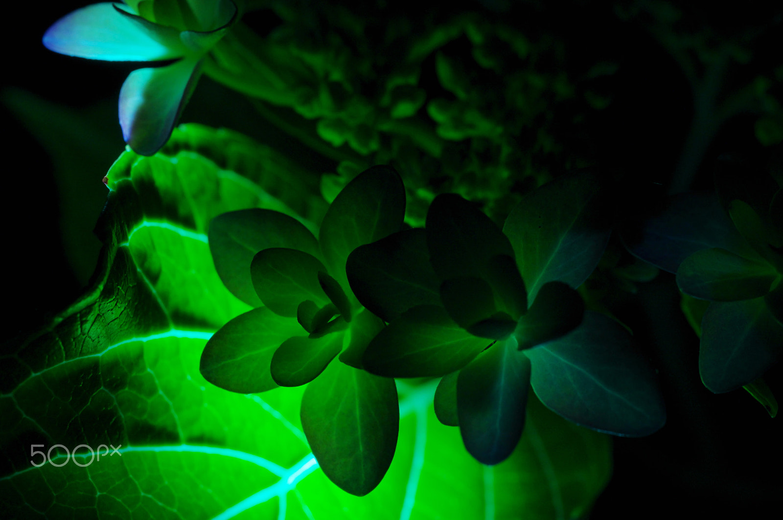 HD Pentax DA 35mm F2.8 Macro Limited sample photo. Green green photography