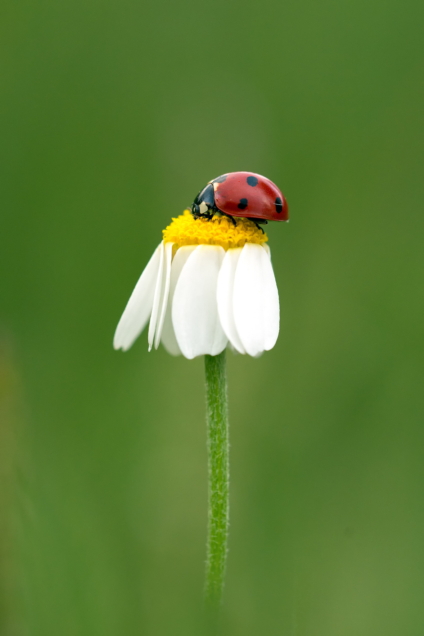 Sigma 150mm F2.8 EX DG OS Macro HSM sample photo. Coccinella photography