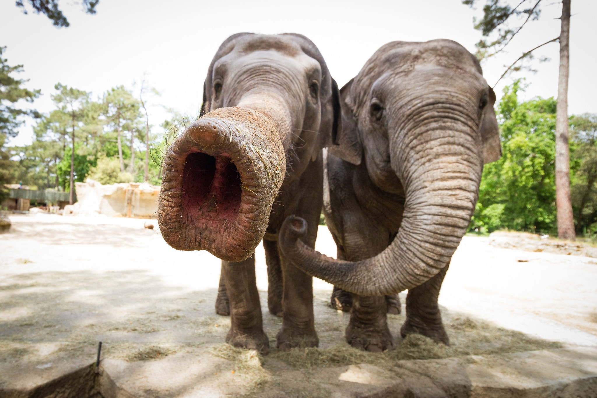 Canon EF-S 10-18mm F4.5–5.6 IS STM sample photo. Give your trunk photography