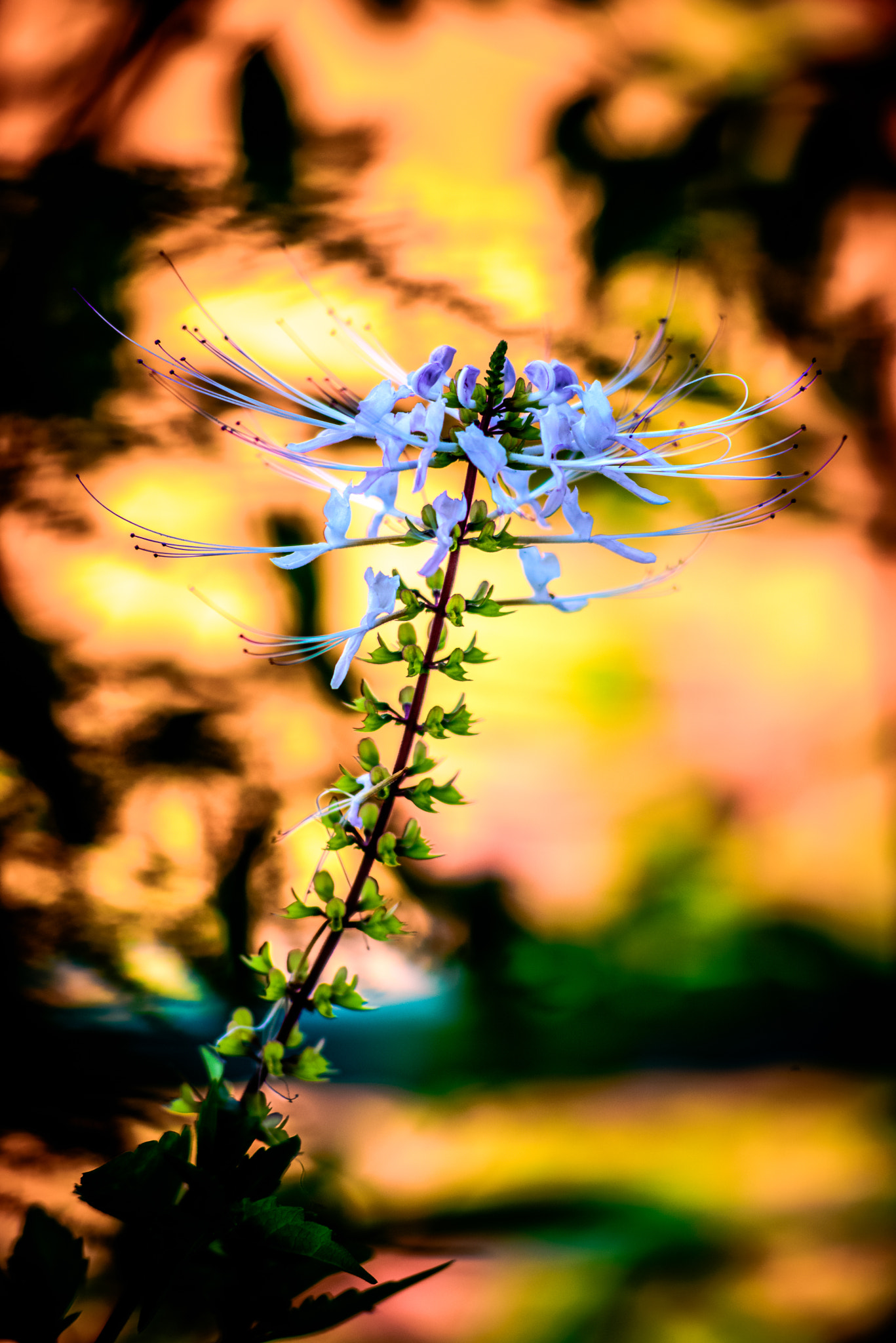 Nikon D600 + AF Nikkor 70-210mm f/4-5.6D sample photo. Flower in sunset photography