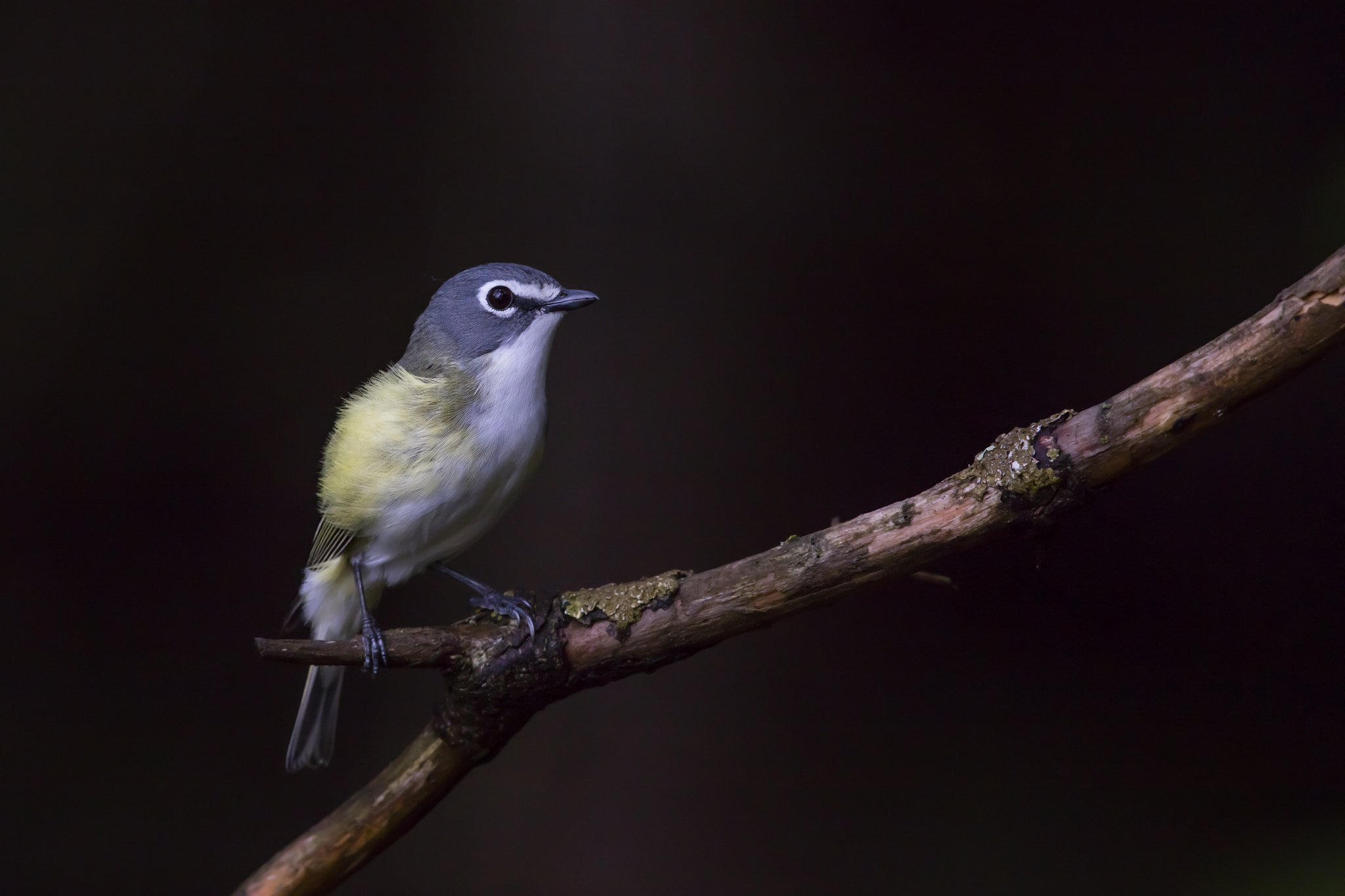 Canon EOS 5DS R + Canon EF 600mm F4L IS II USM sample photo. Blue-headed vireo / viréo à tête bleue photography