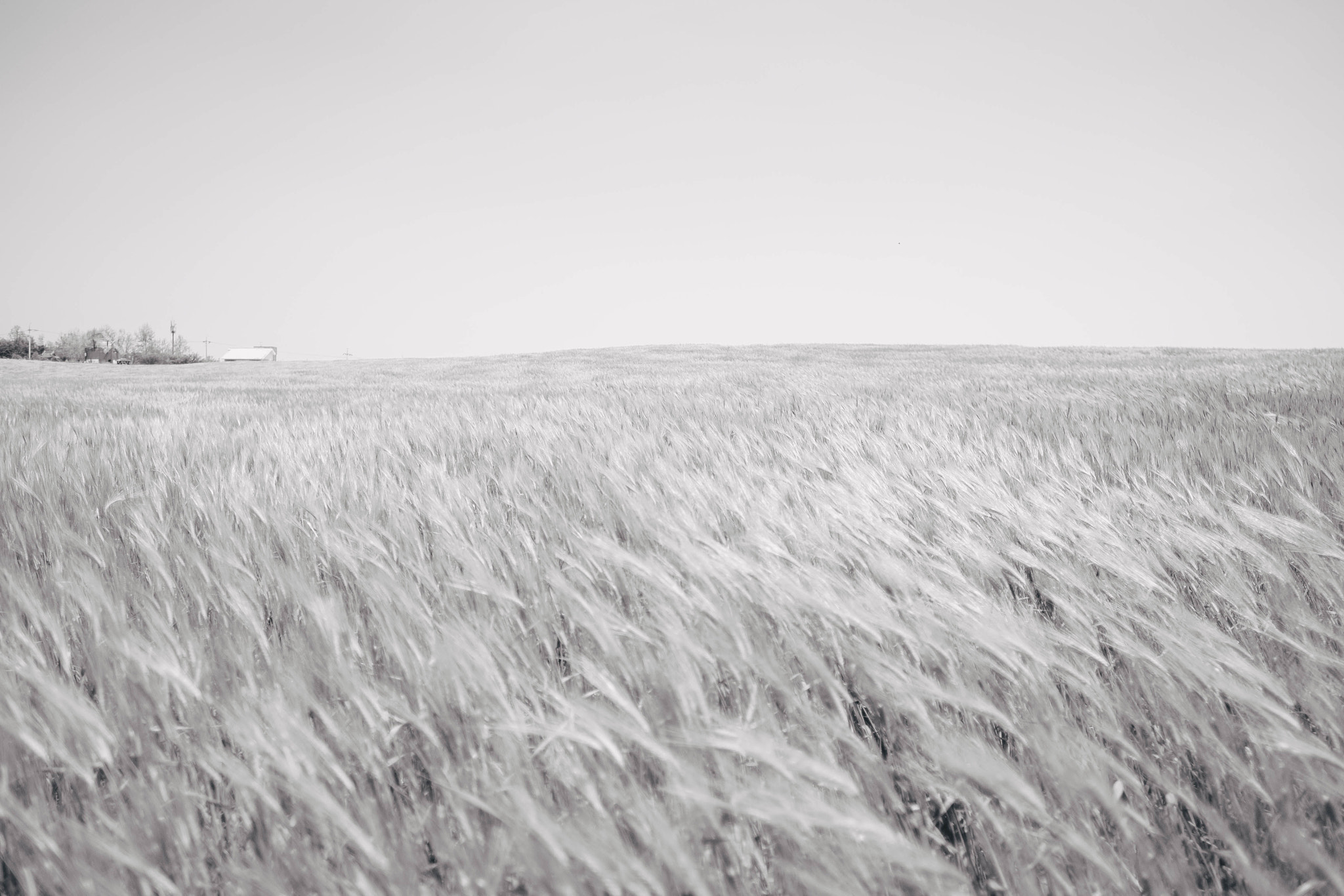 Fujifilm X-E1 + Fujifilm XF 16mm F1.4 R WR sample photo. Wheat field photography