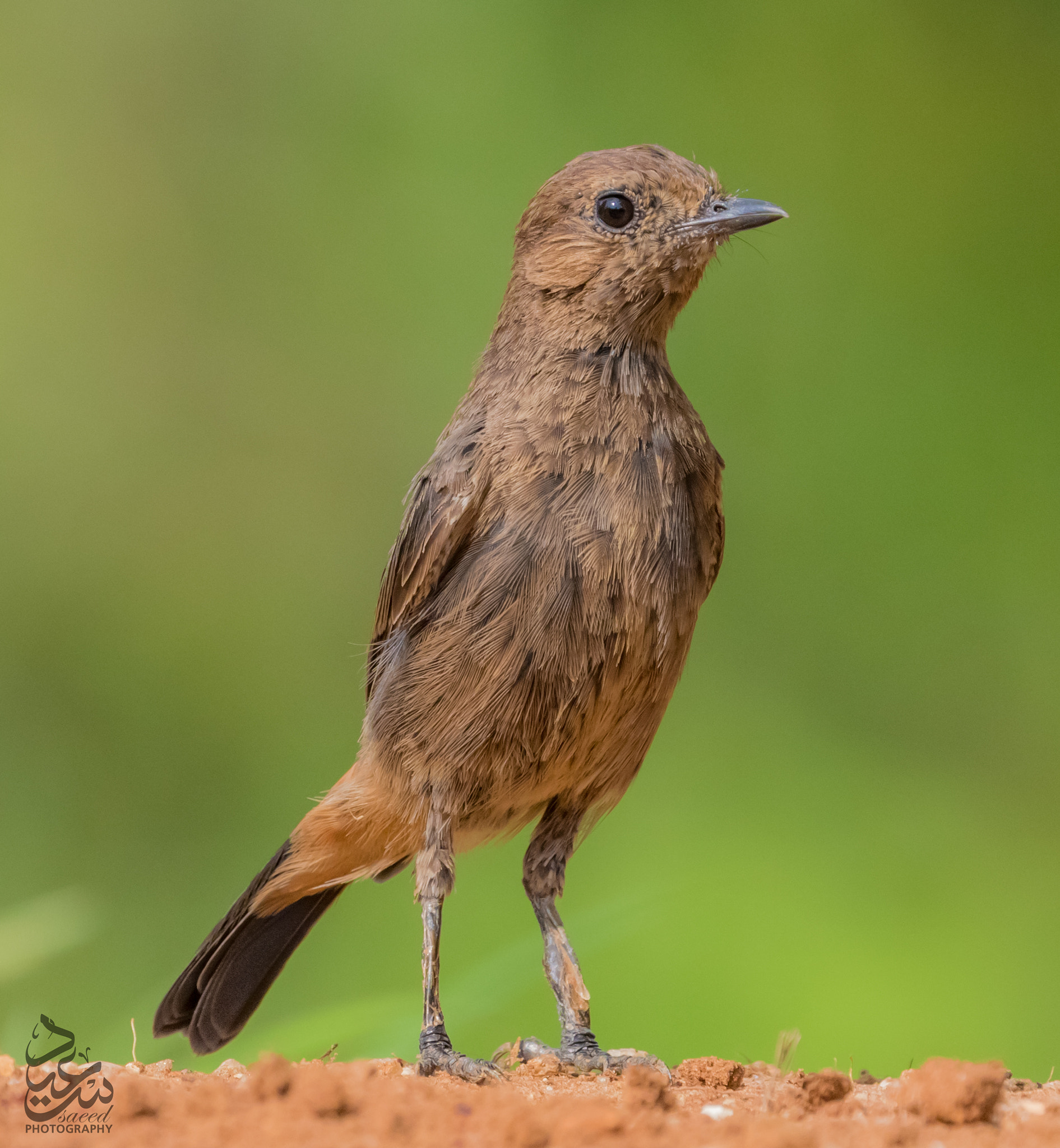 Canon EF 100-400mm F4.5-5.6L IS II USM sample photo. Brown rock chat photography