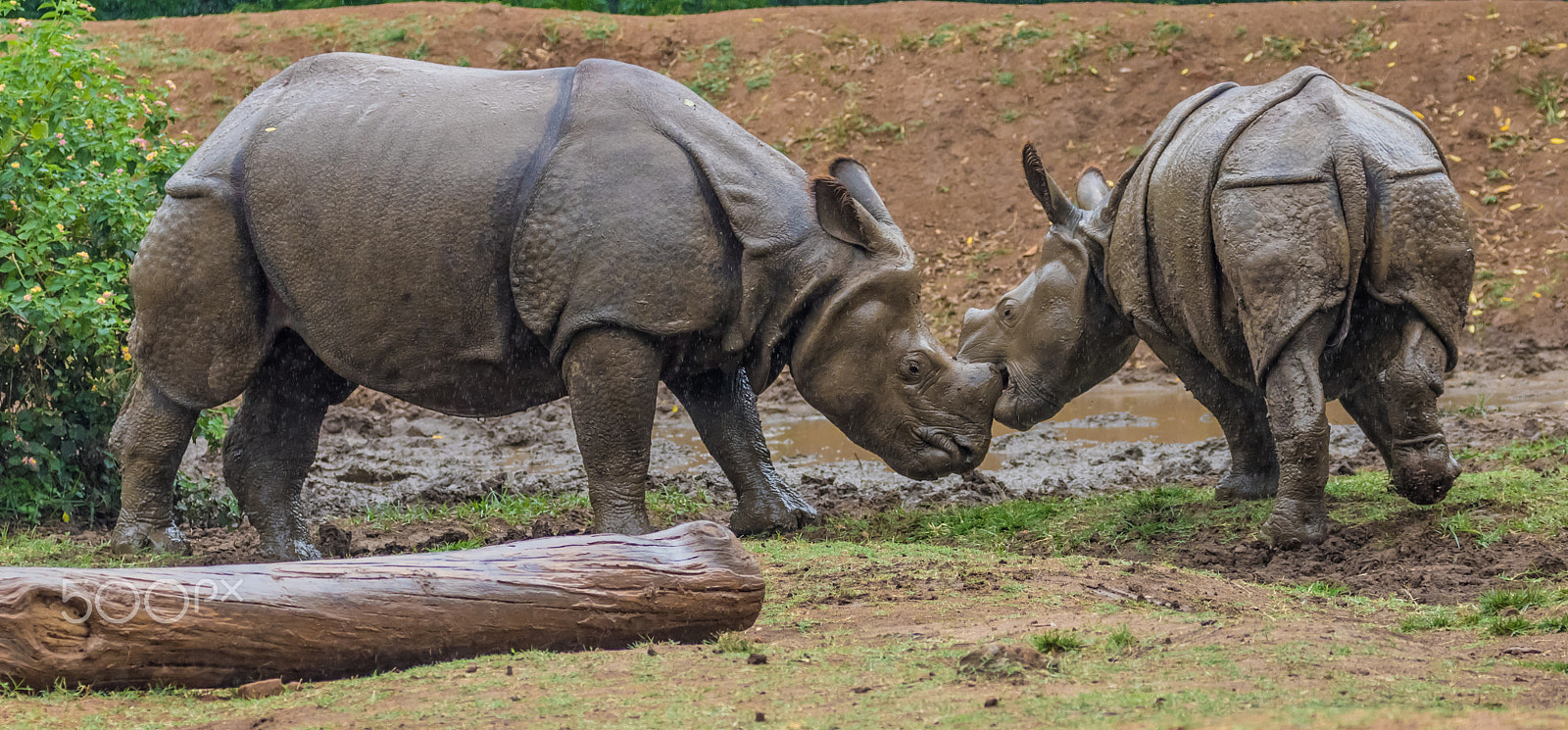 Canon EF 100-400mm F4.5-5.6L IS II USM sample photo. Indian rhino photography