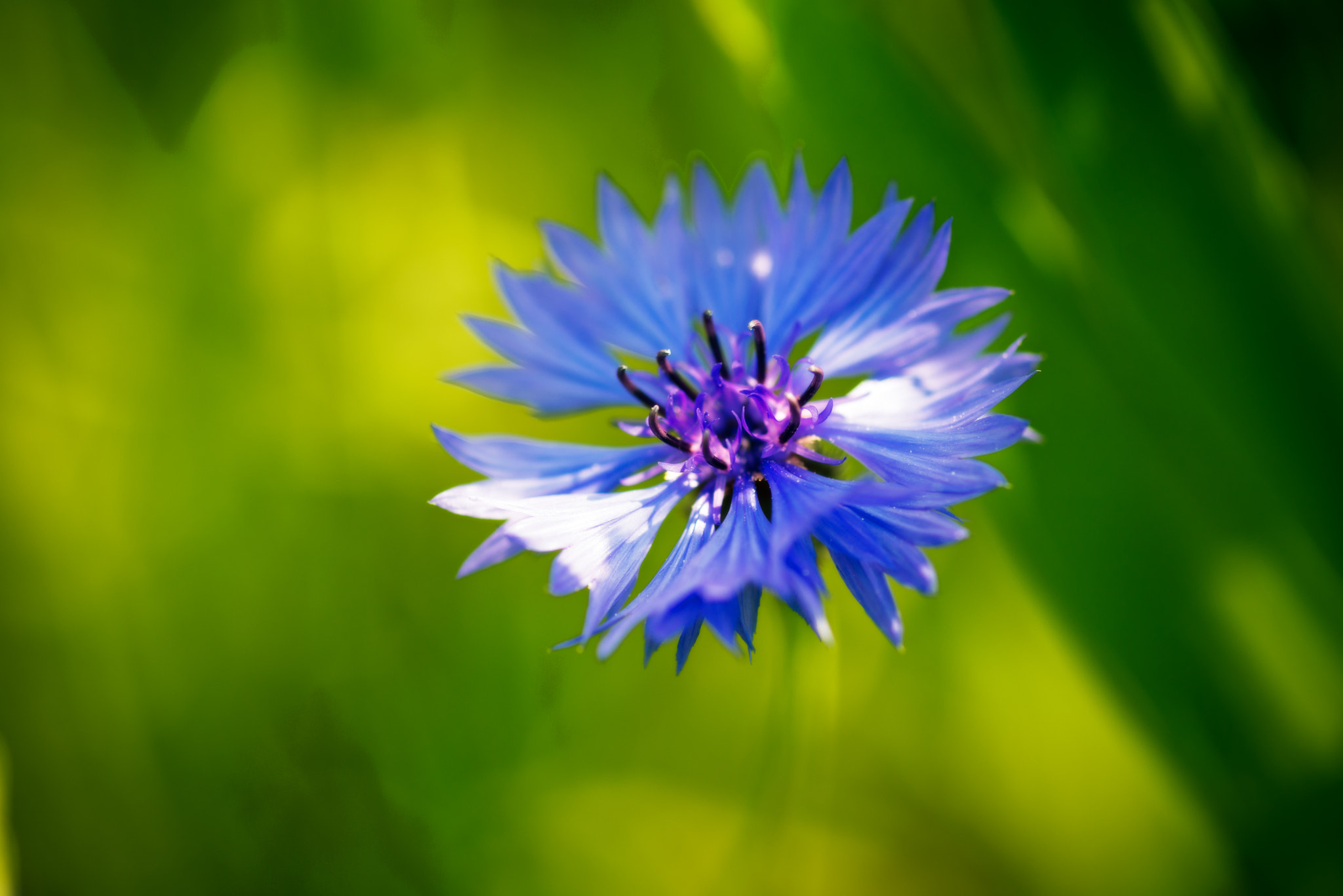 ZEISS Makro-Planar T* 100mm F2 sample photo. Bluebonnet photography