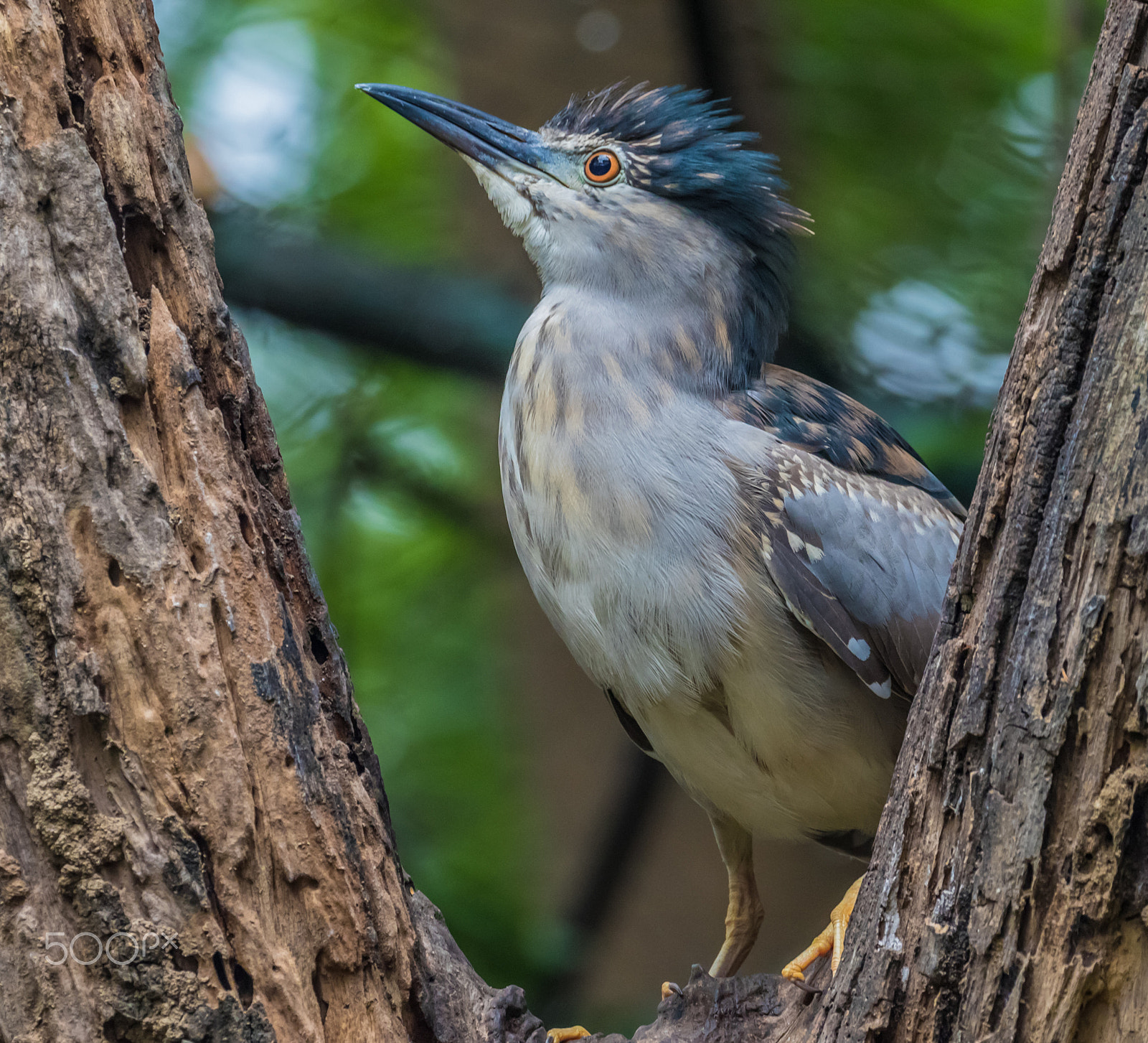 Canon EF 100-400mm F4.5-5.6L IS II USM sample photo. Pond heron photography