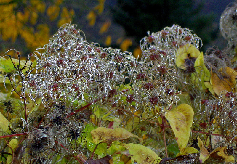 HP PHOTOSMART R927  (V01.00) sample photo. Old man's beard . photography