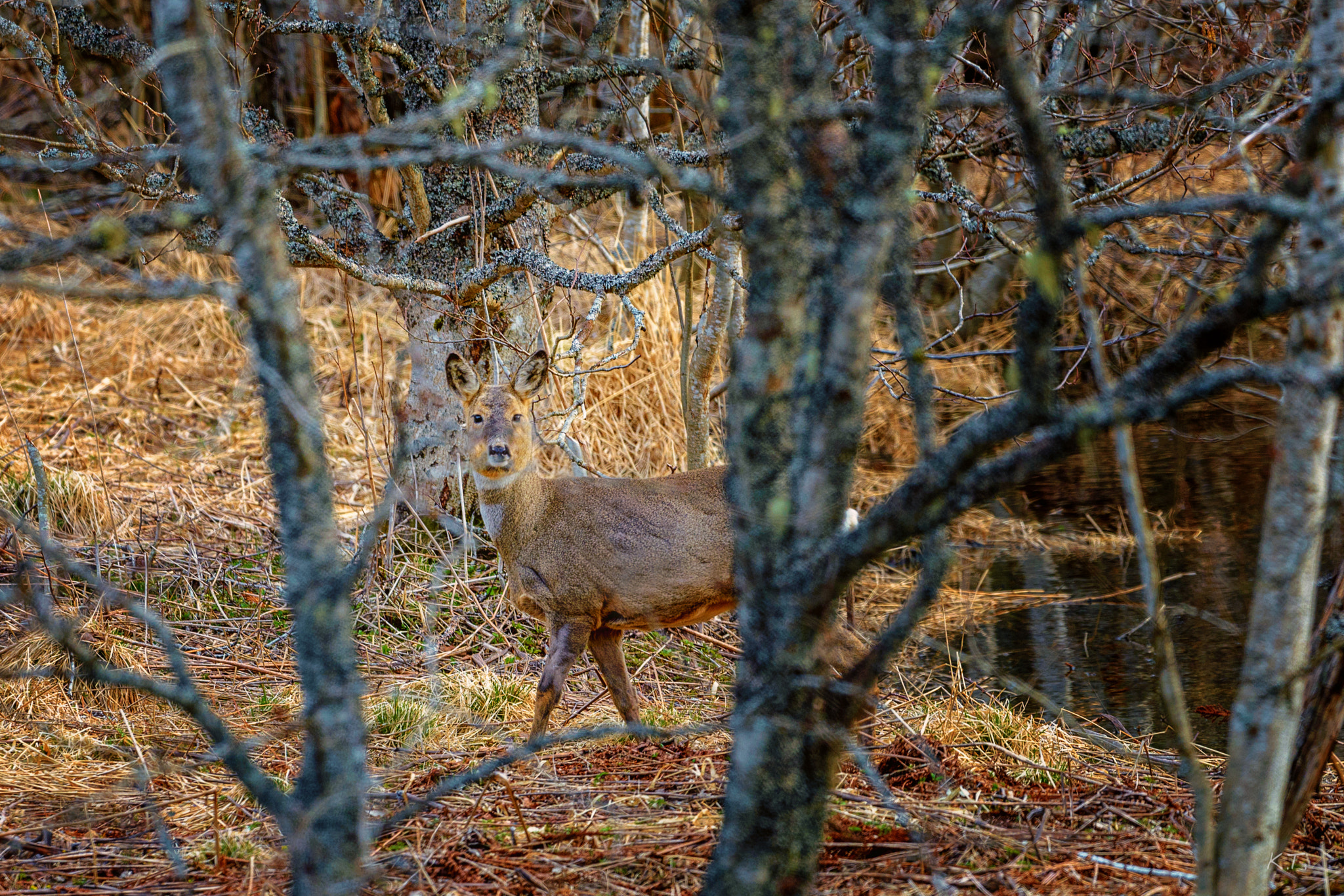 Nikon D610 + Nikon AF-S Nikkor 500mm F4G ED VR sample photo. Hidden and aware photography