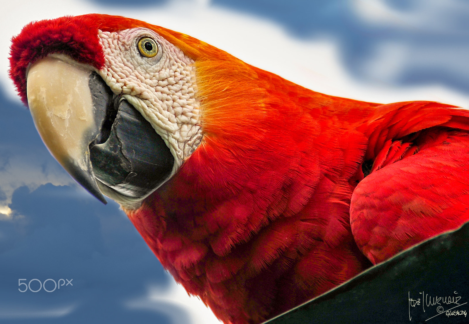 Nikon D3S sample photo. Parrots photography