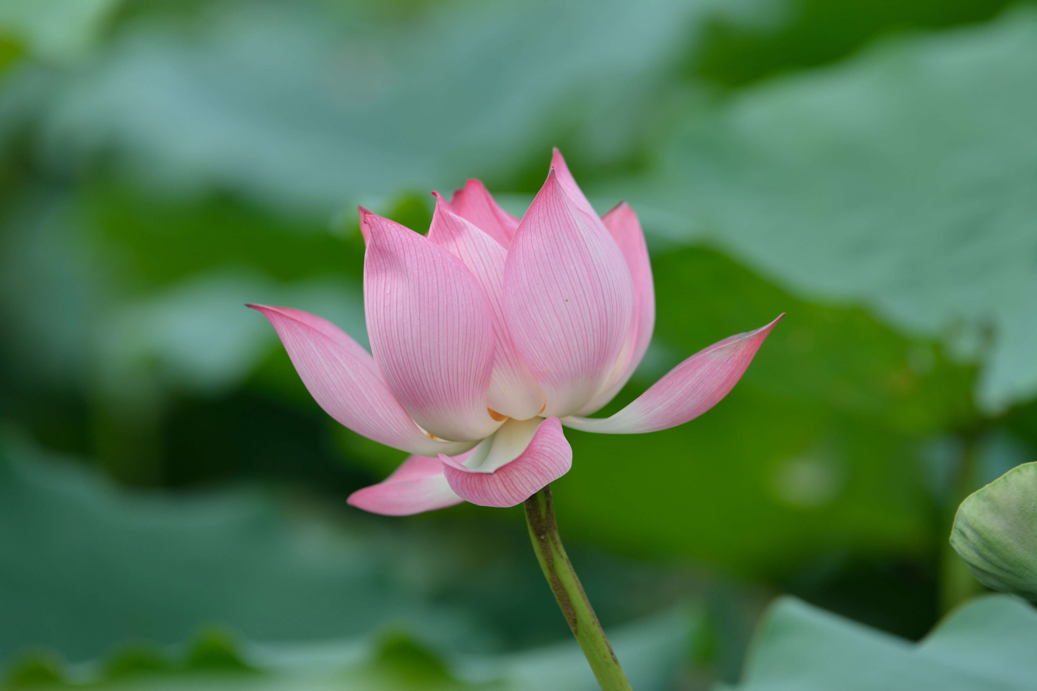 Tamron SP 70-200mm F2.8 Di VC USD sample photo. 荷 photography