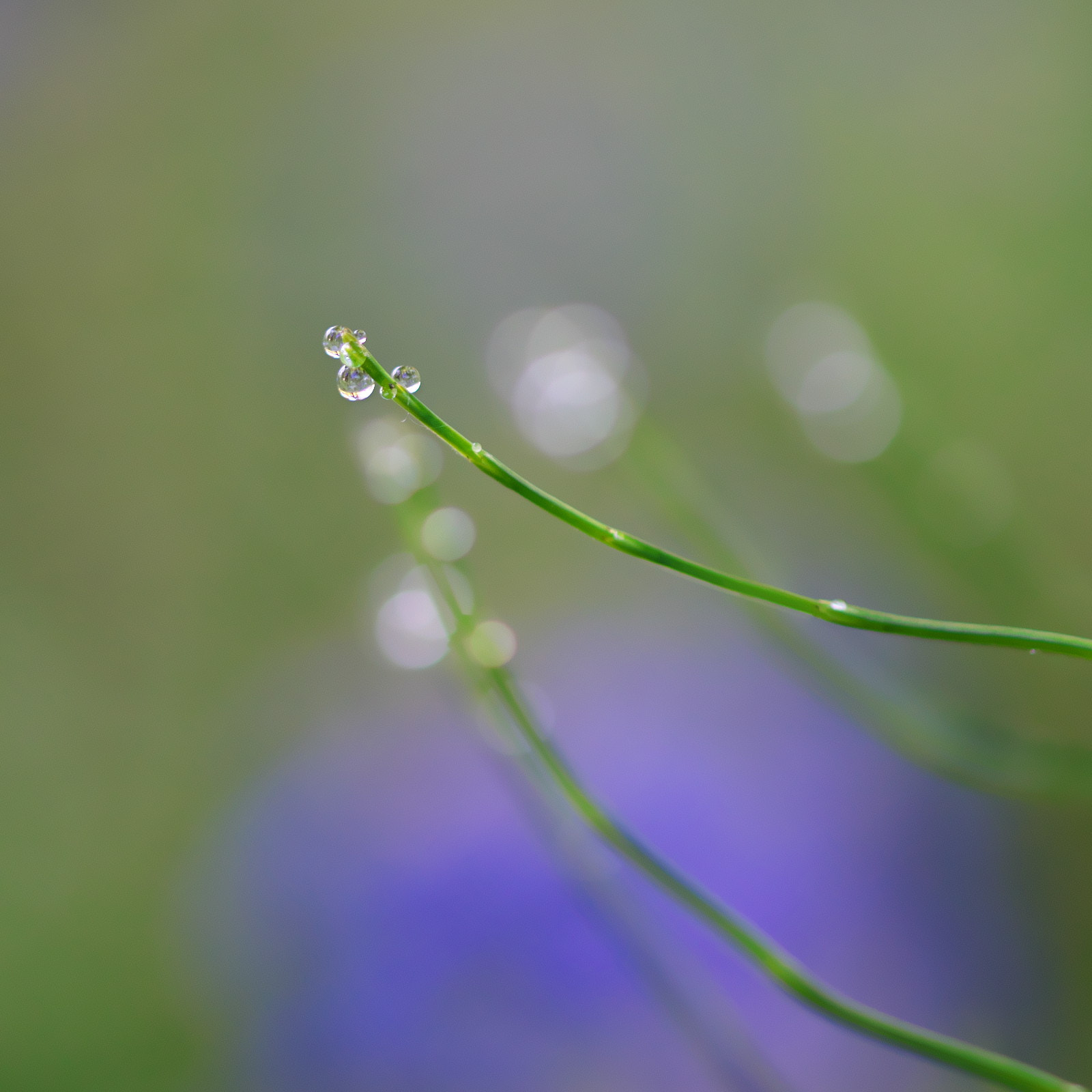 VR 105mm F/2.8 G sample photo. Follow me! photography