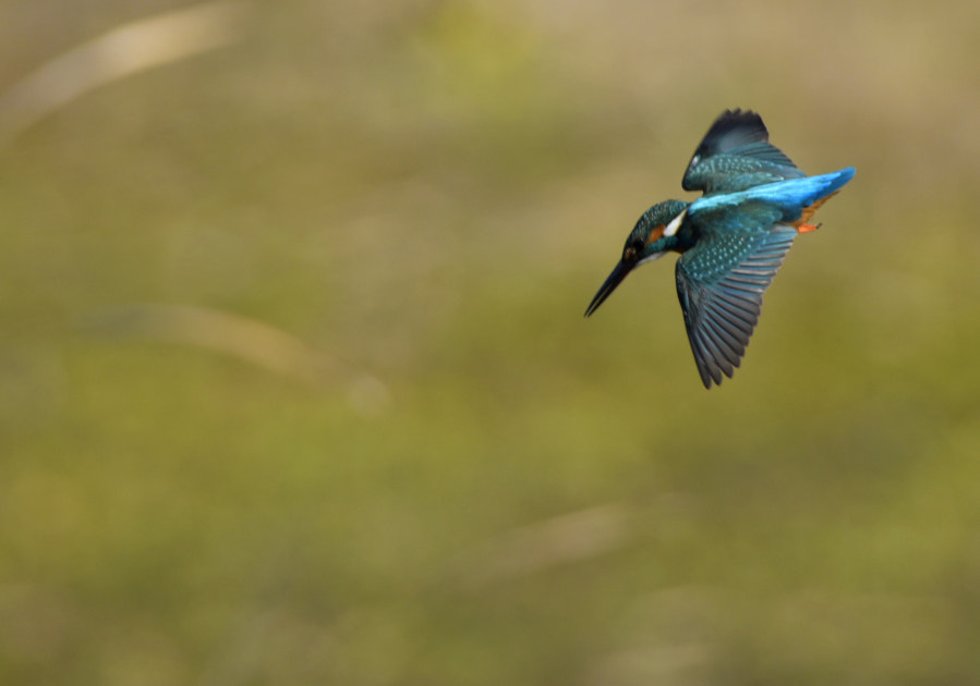 AF-I Nikkor 300mm f/2.8D IF-ED + TC-17E sample photo. Kingfisher　diving just before photography