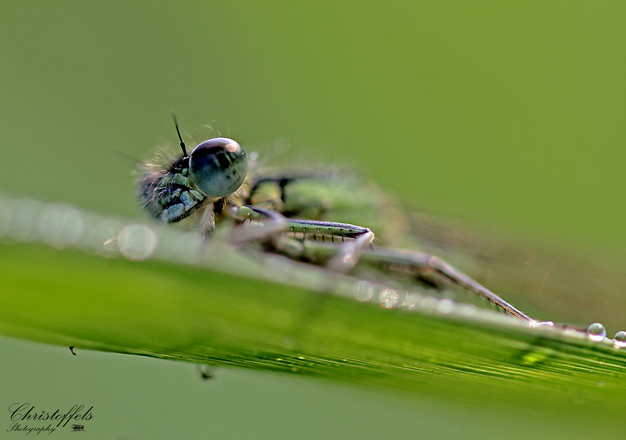 Sigma 70mm F2.8 EX DG Macro sample photo. The eye photography