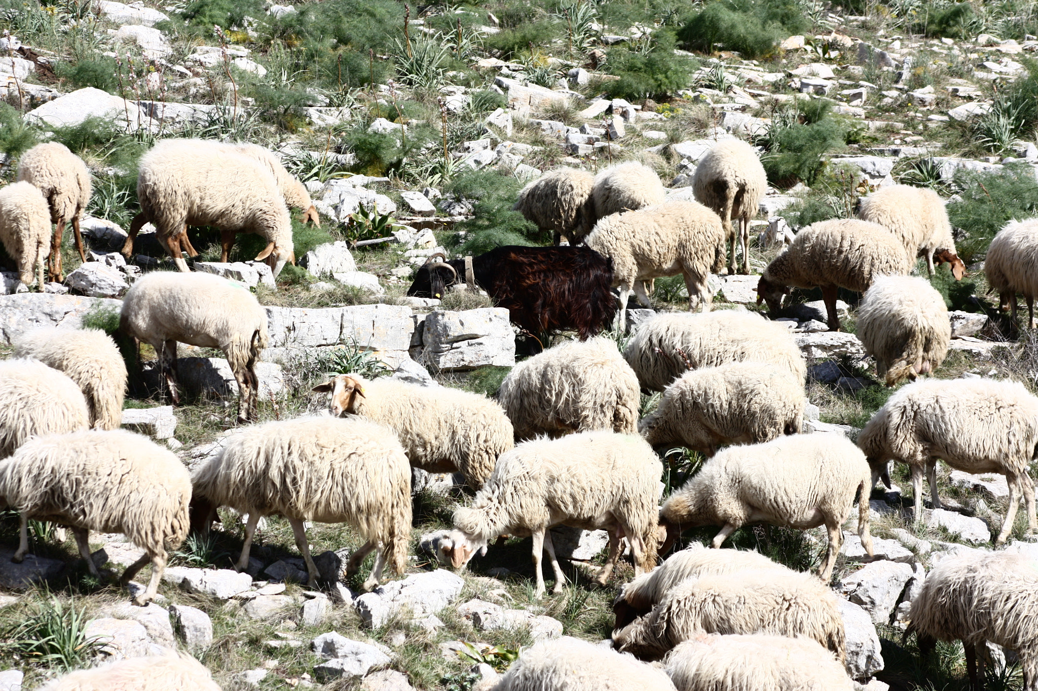 Canon EOS 450D (EOS Rebel XSi / EOS Kiss X2) + EF75-300mm f/4-5.6 sample photo. Sheep photography