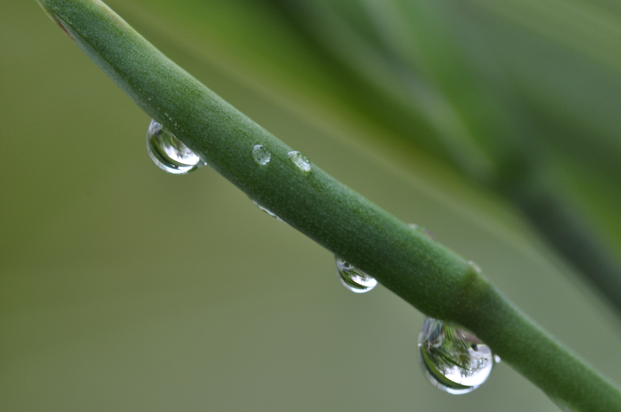 Sigma 105mm F2.8 EX DG OS HSM sample photo
