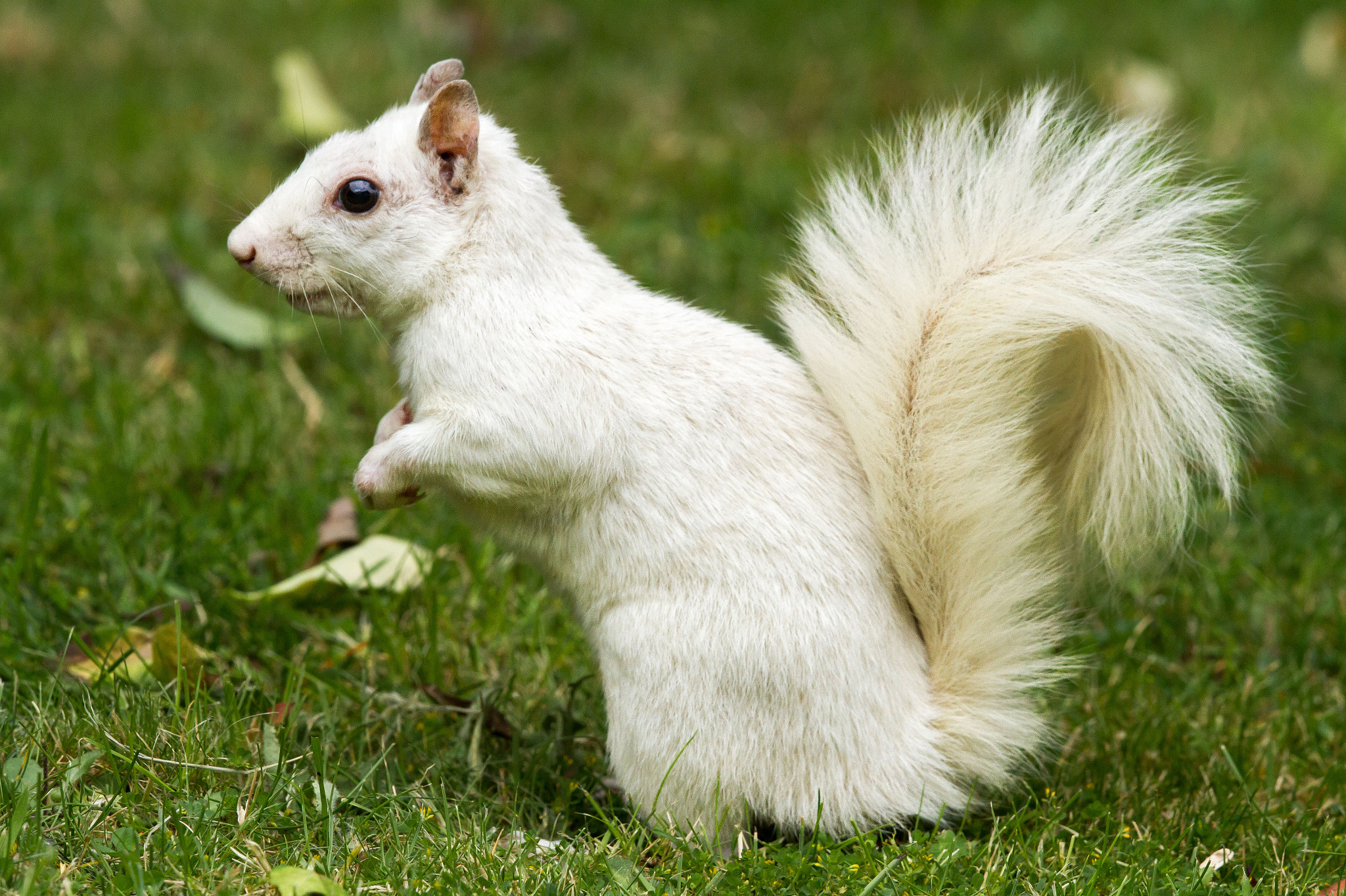Canon EOS 7D + Canon EF 500mm F4L IS II USM sample photo. Leucistic grey squirrel - up close photography