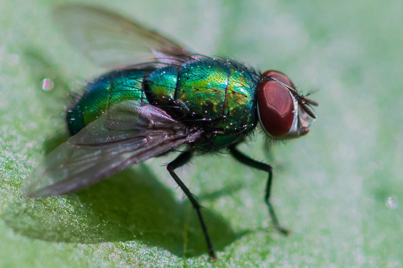 Canon EOS 760D (EOS Rebel T6s / EOS 8000D) + Canon EF 100mm F2.8L Macro IS USM sample photo. Sunbathing photography