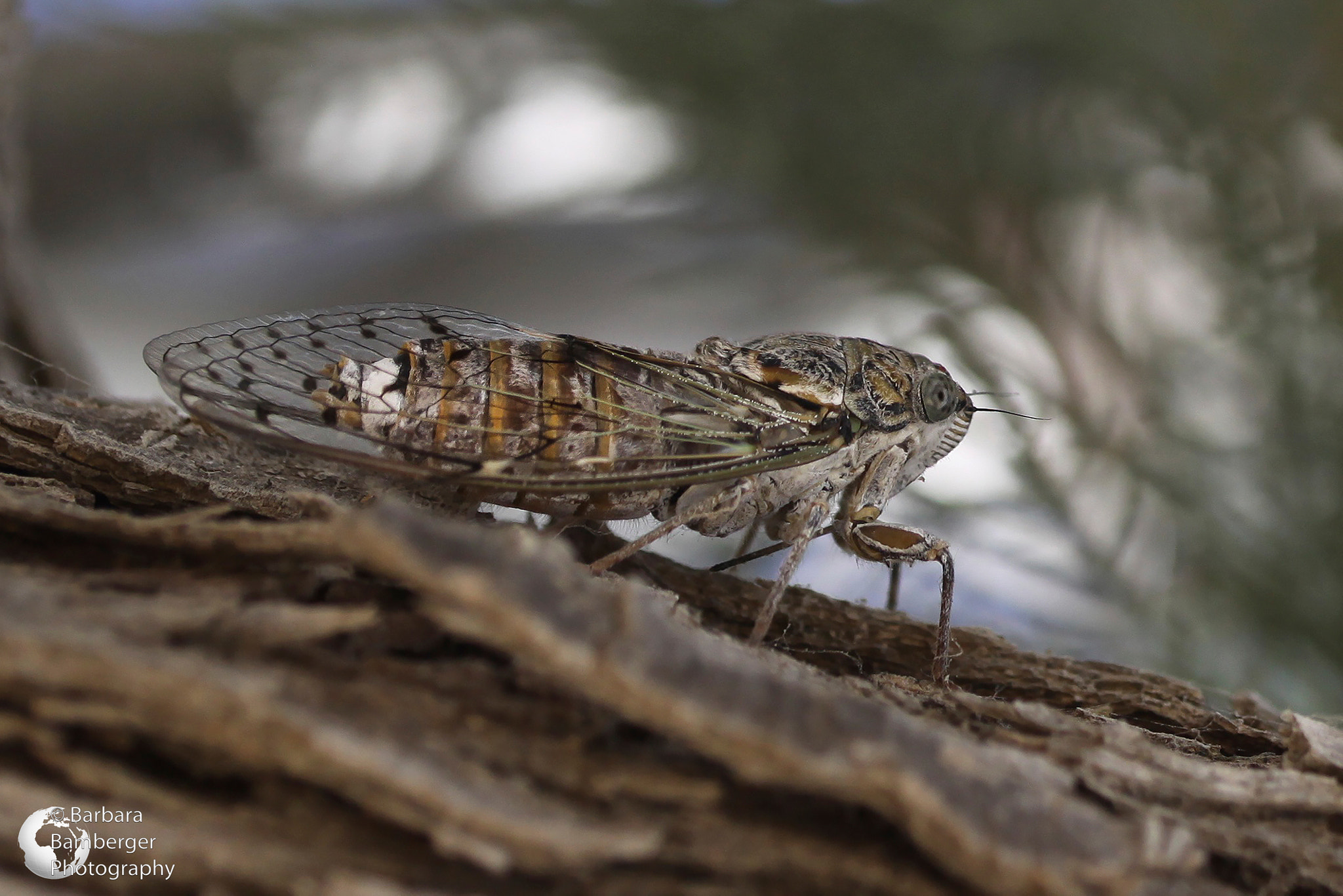 Canon EF-S 60mm F2.8 Macro USM sample photo. Zikade photography