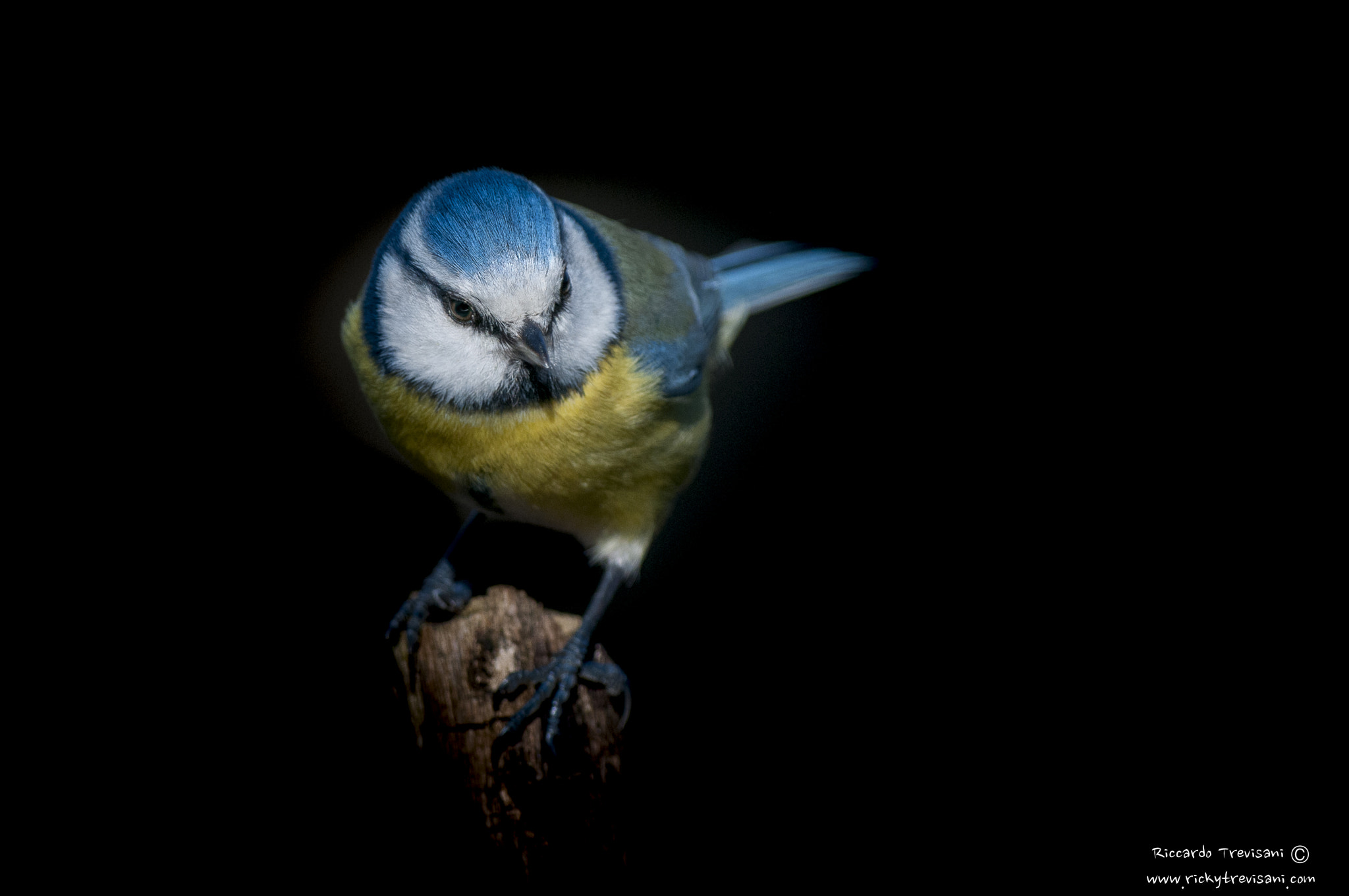 Nikon AF-S Nikkor 300mm F2.8G ED VR II sample photo. Blue tit photography